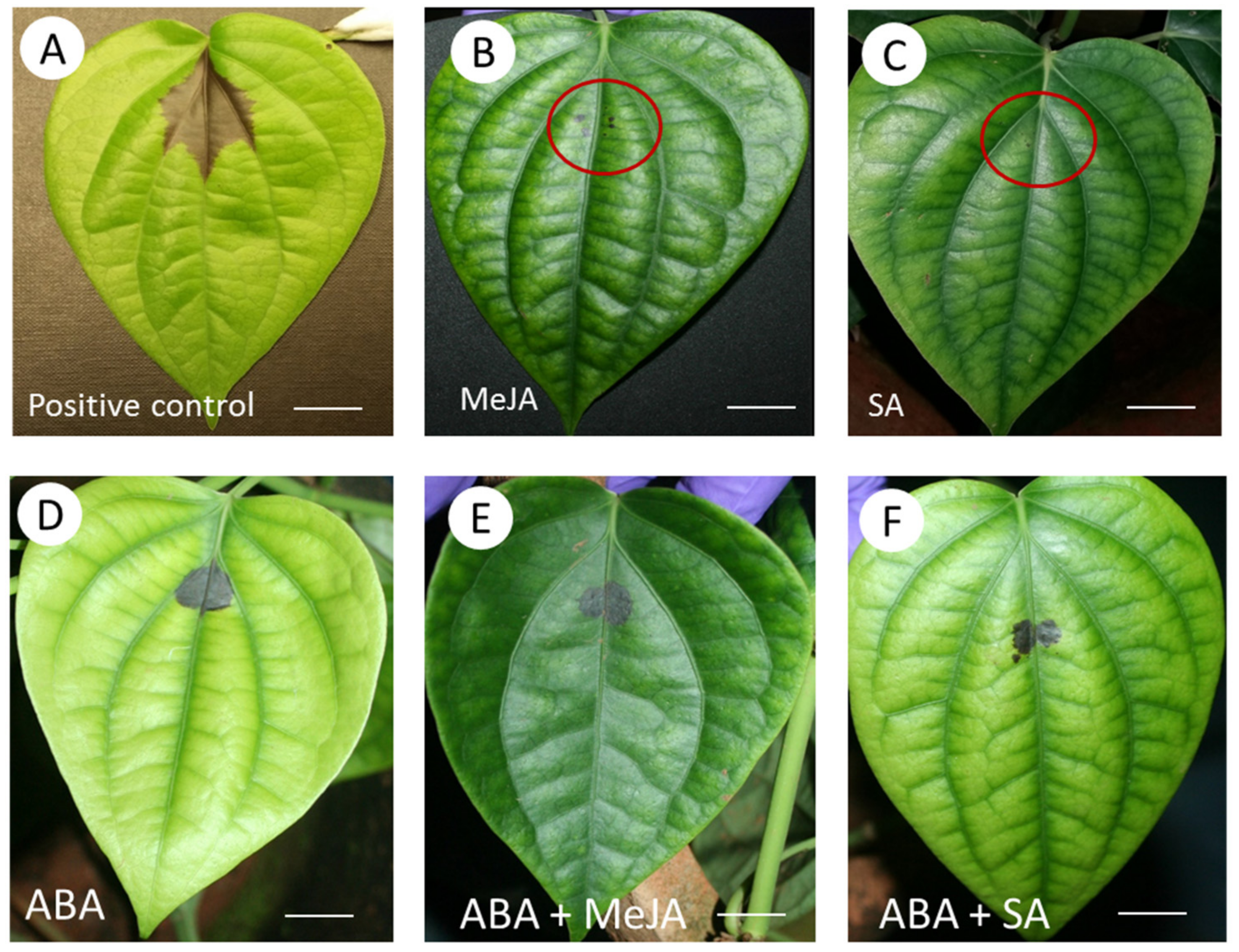 Ijms 22 11433 g007 Ijms 22 11433 g007