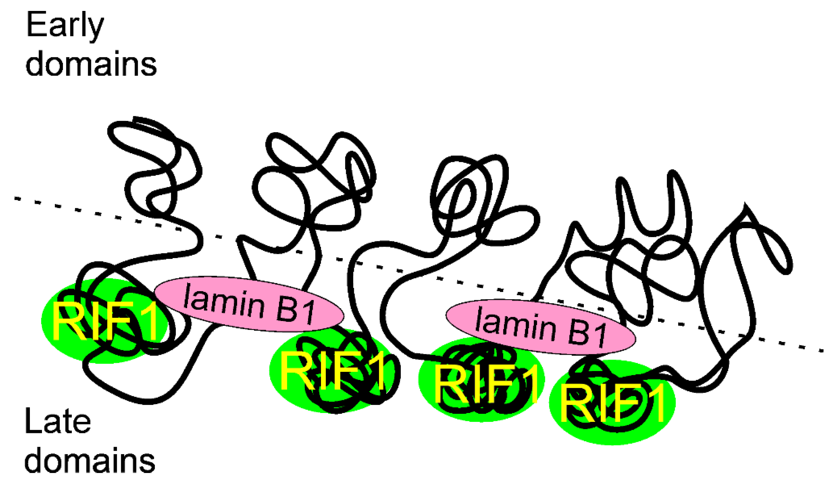 Ijms 22 11440 g005 Ijms 22 11440 g005