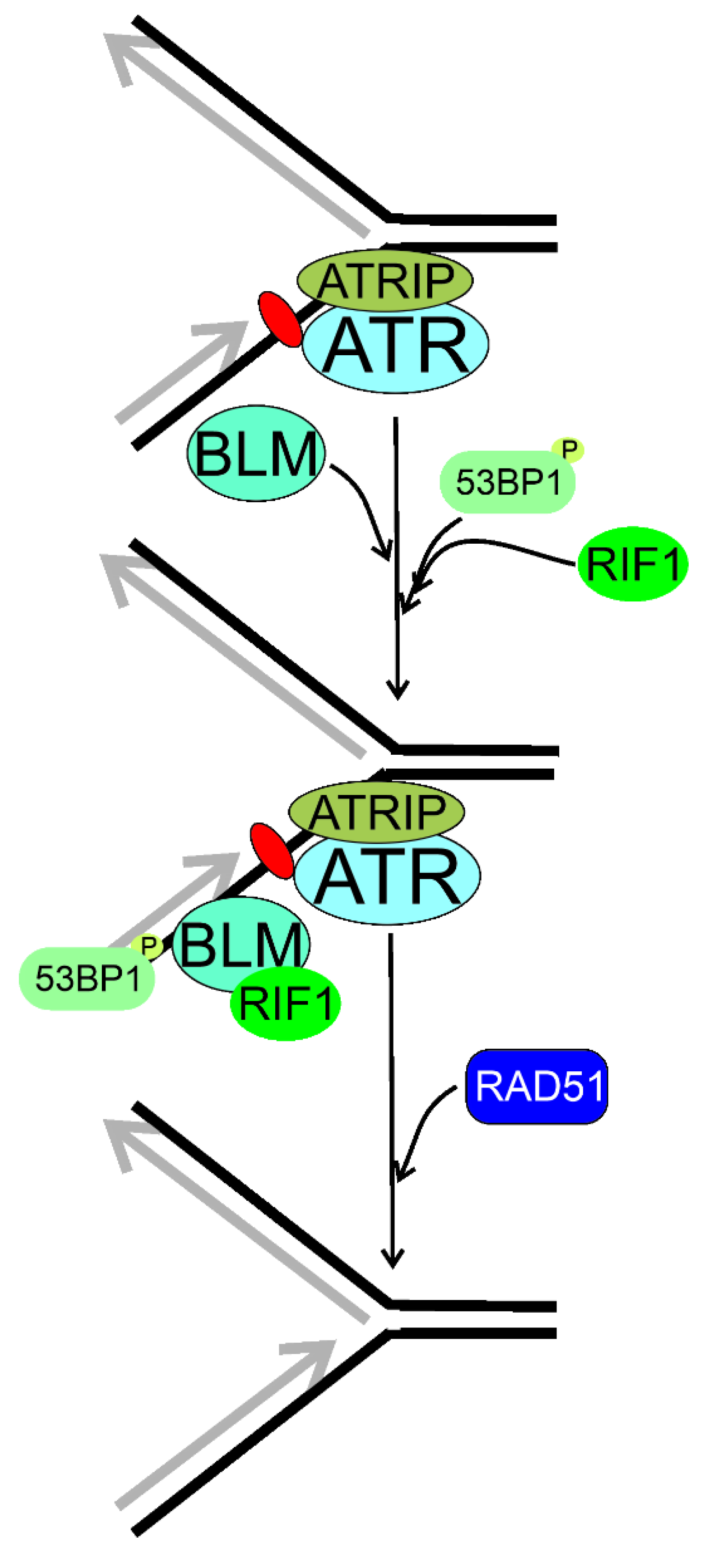 Ijms 22 11440 g008 Ijms 22 11440 g008