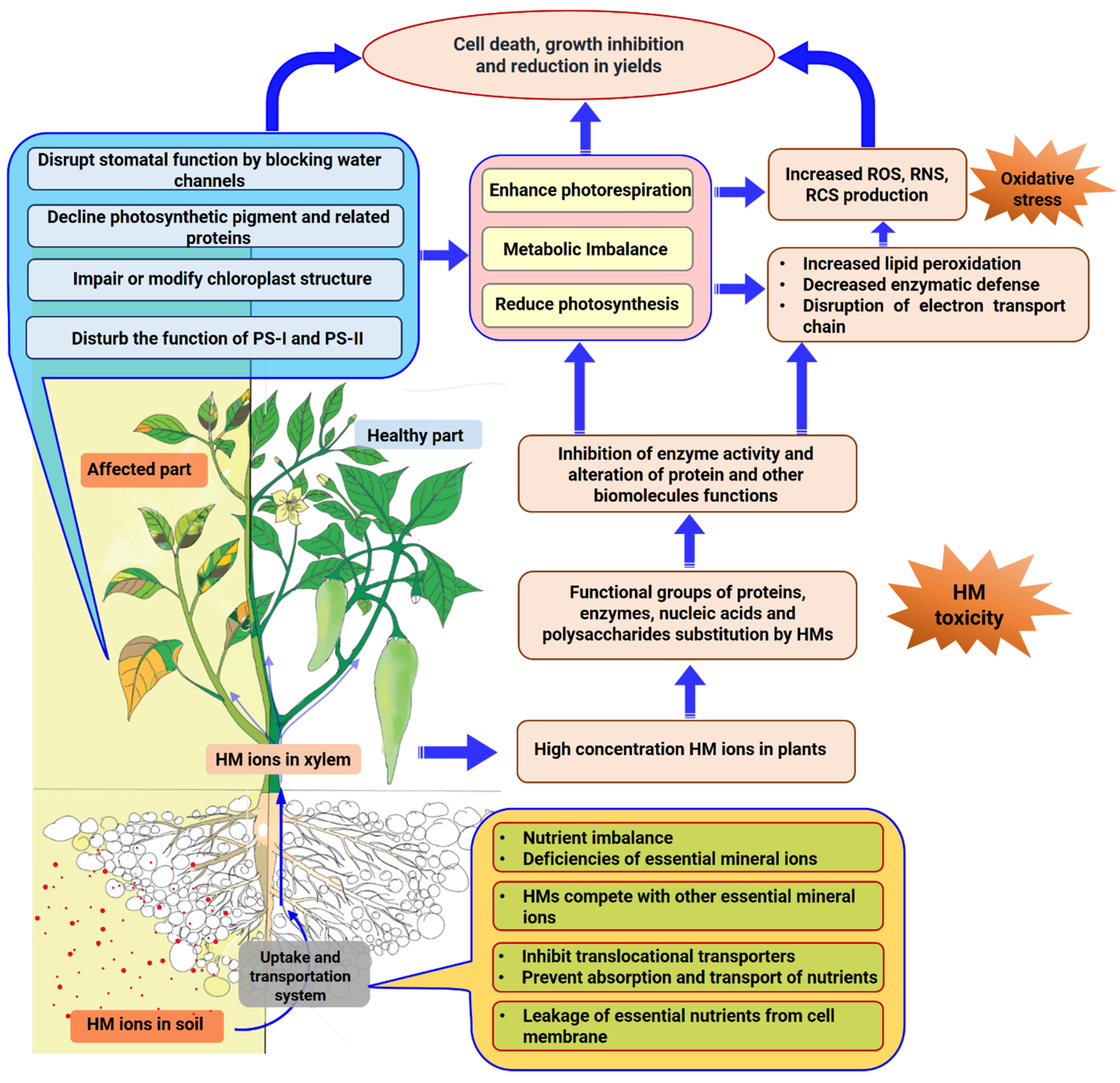Ijms 22 11445 g001 Ijms 22 11445 g001