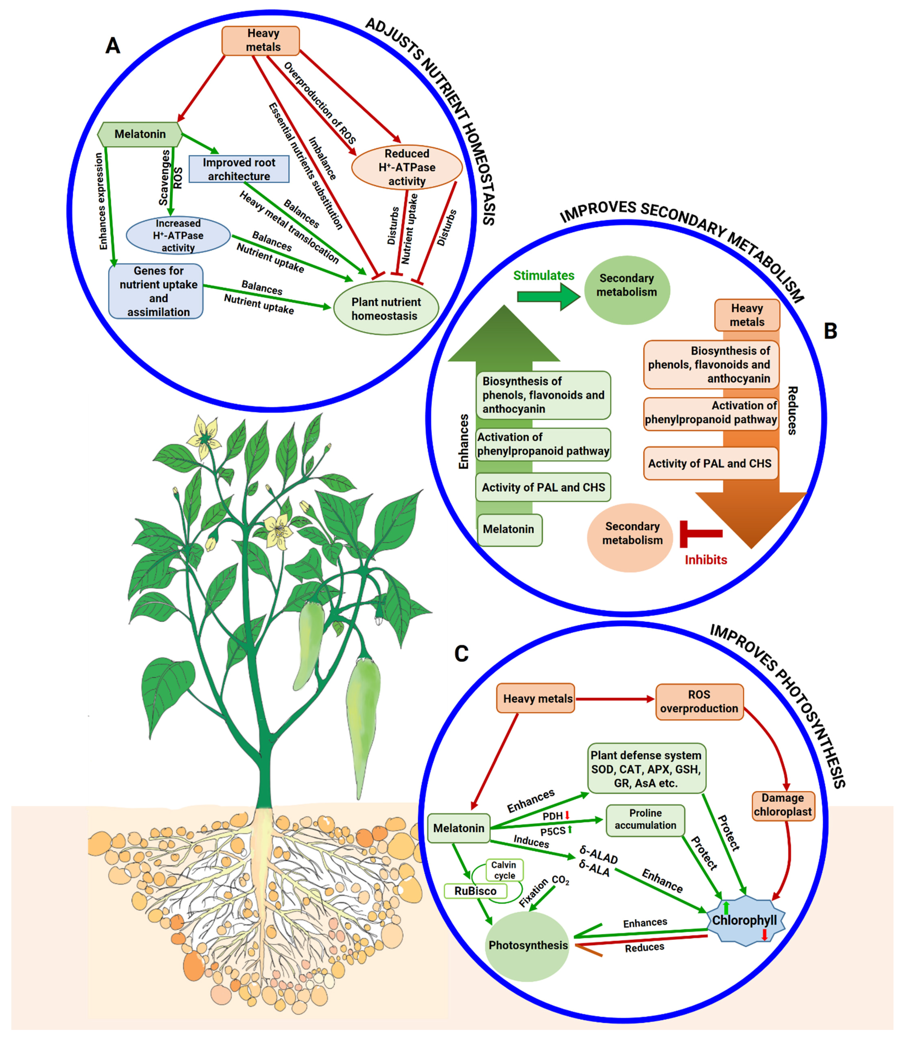 Ijms 22 11445 g003 Ijms 22 11445 g003
