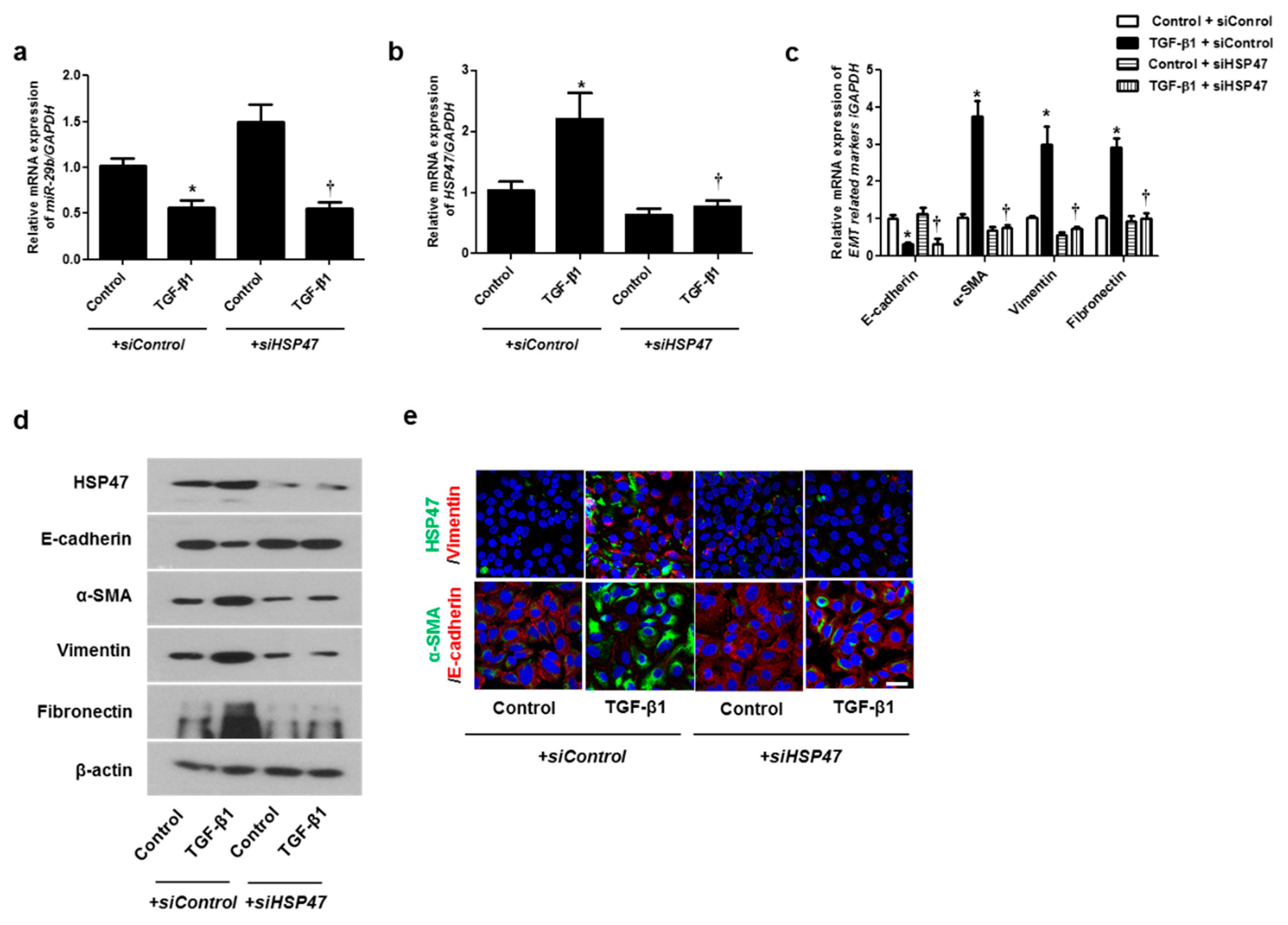 Ijms 22 11535 g004 Ijms 22 11535 g004