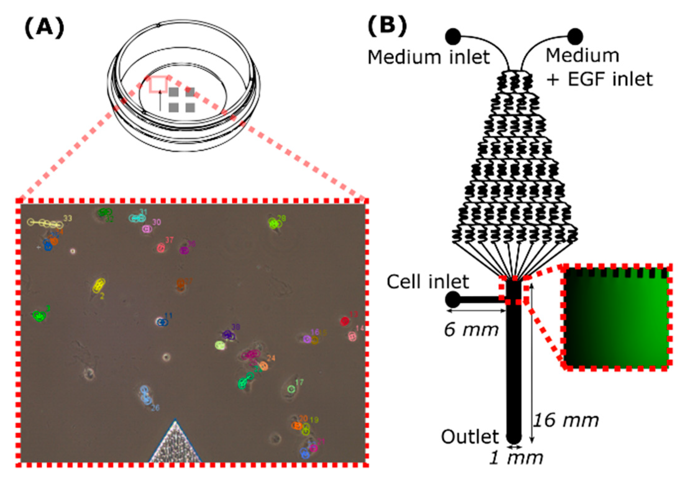 Ijms 22 11571 g003 Ijms 22 11571 g003