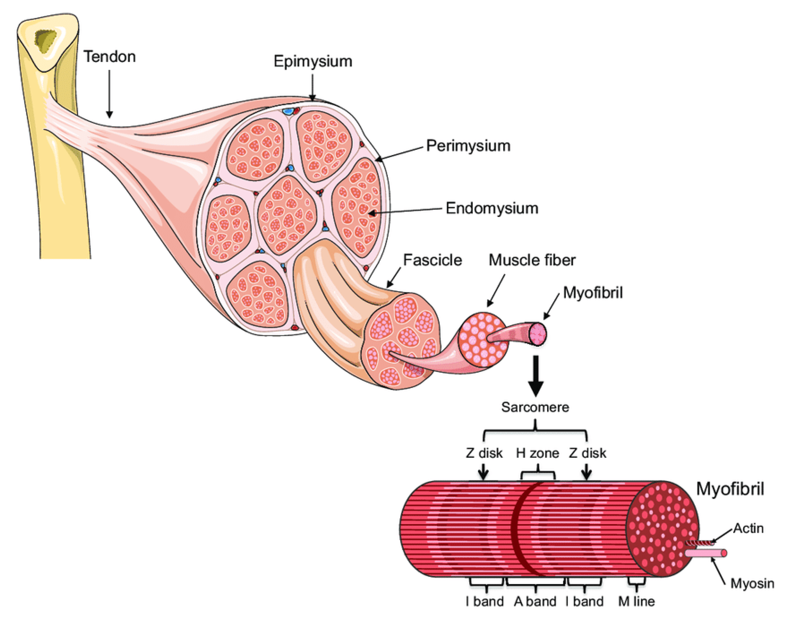Ijms 22 11587 g001 Ijms 22 11587 g001