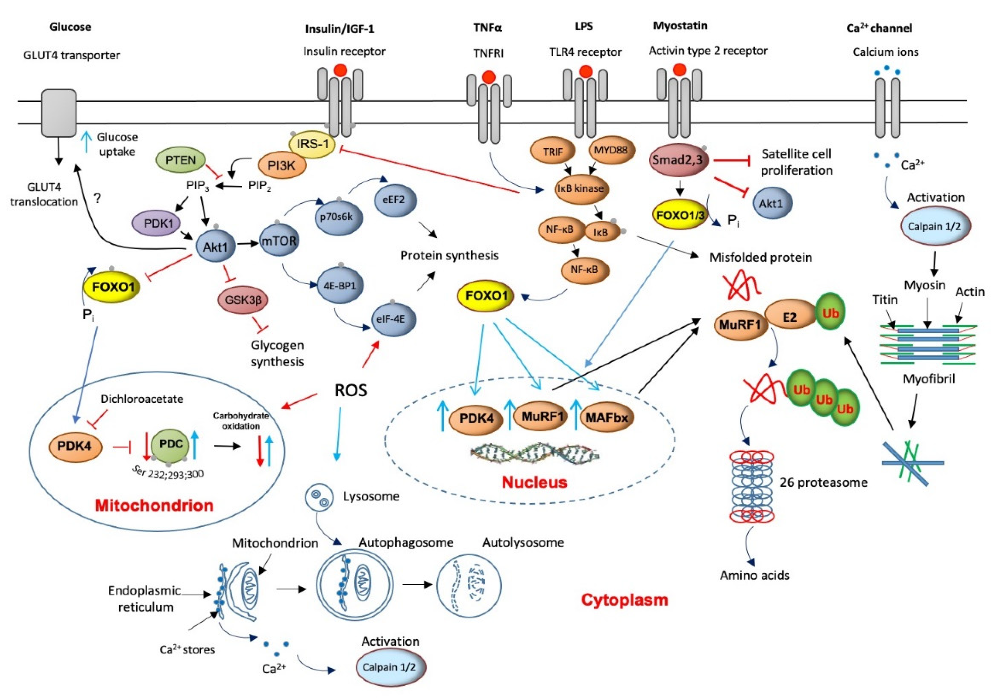 Ijms 22 11587 g002 Ijms 22 11587 g002