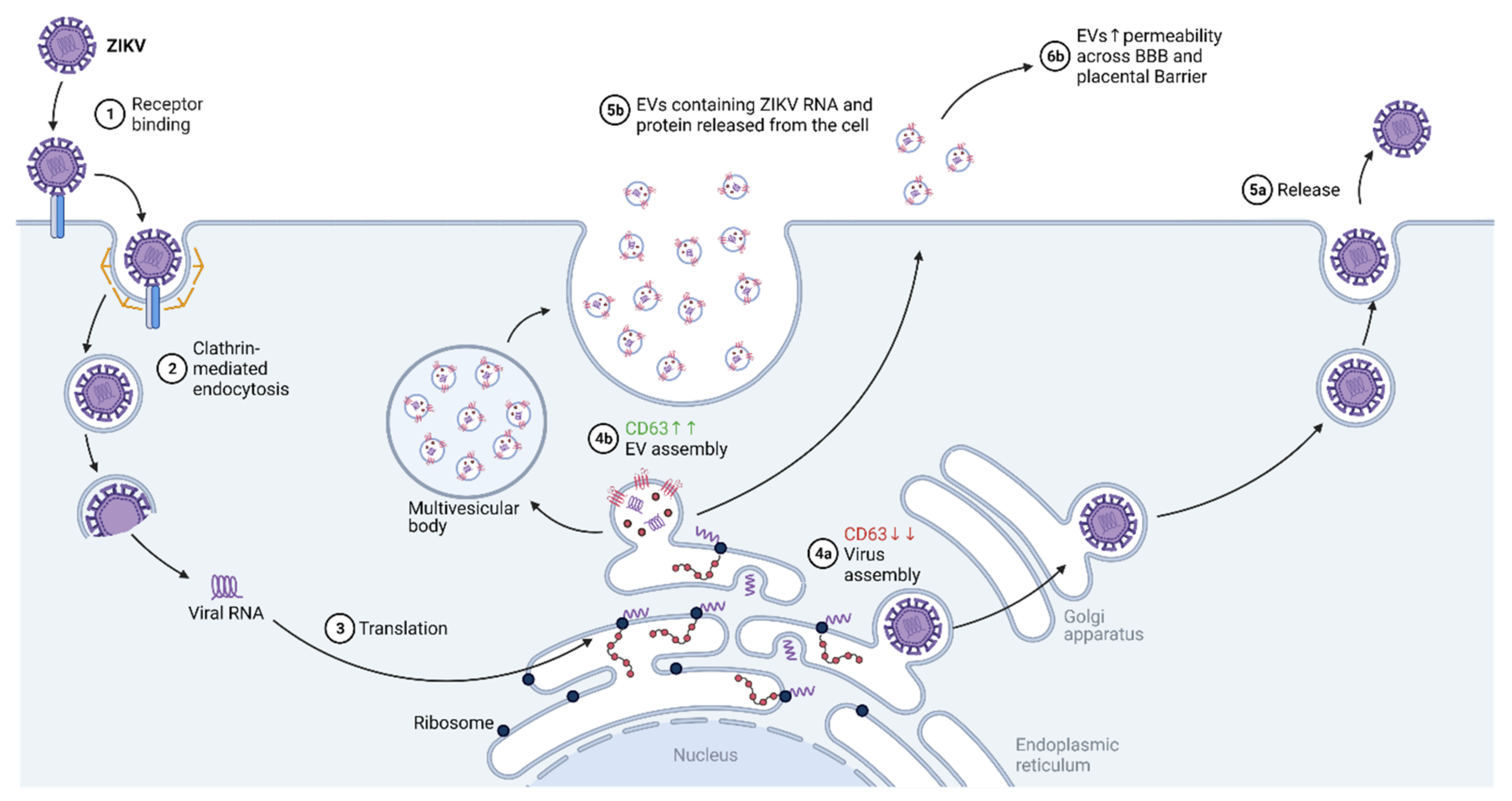 Ijms 22 11609 g003 Ijms 22 11609 g003