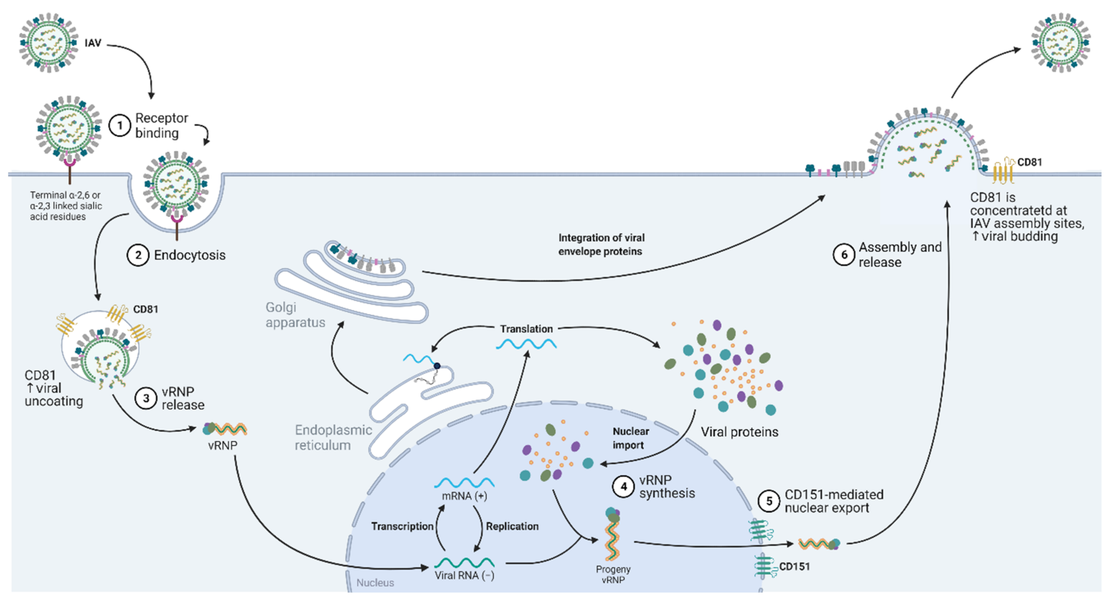 Ijms 22 11609 g004 Ijms 22 11609 g004