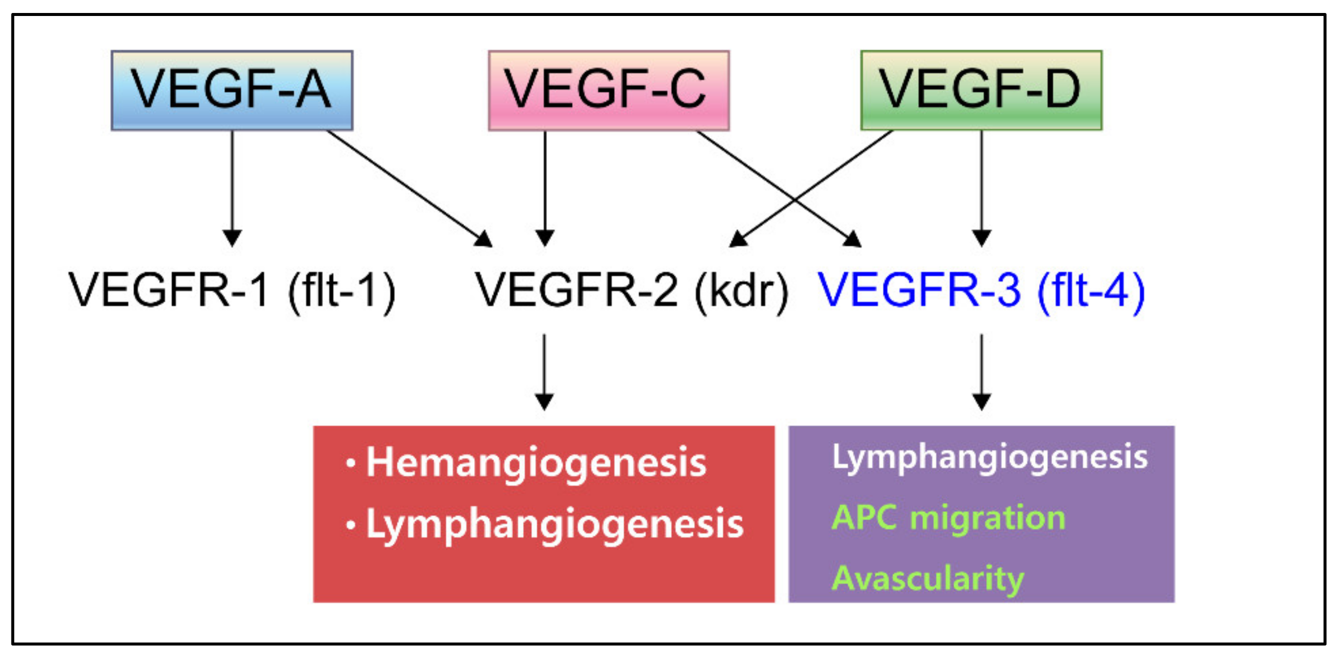 Ijms 22 11628 g001 Ijms 22 11628 g001