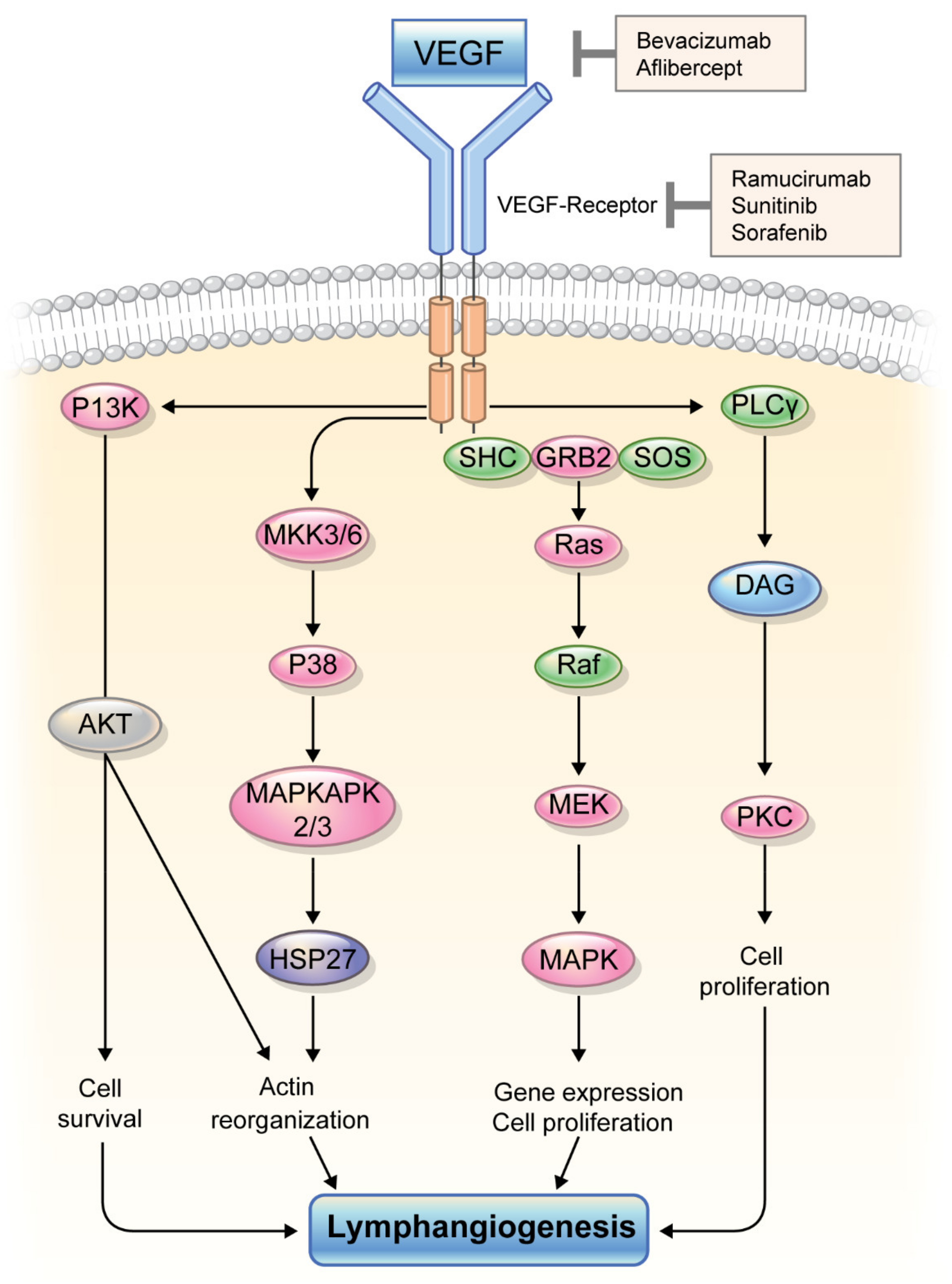 Ijms 22 11628 g002 Ijms 22 11628 g002