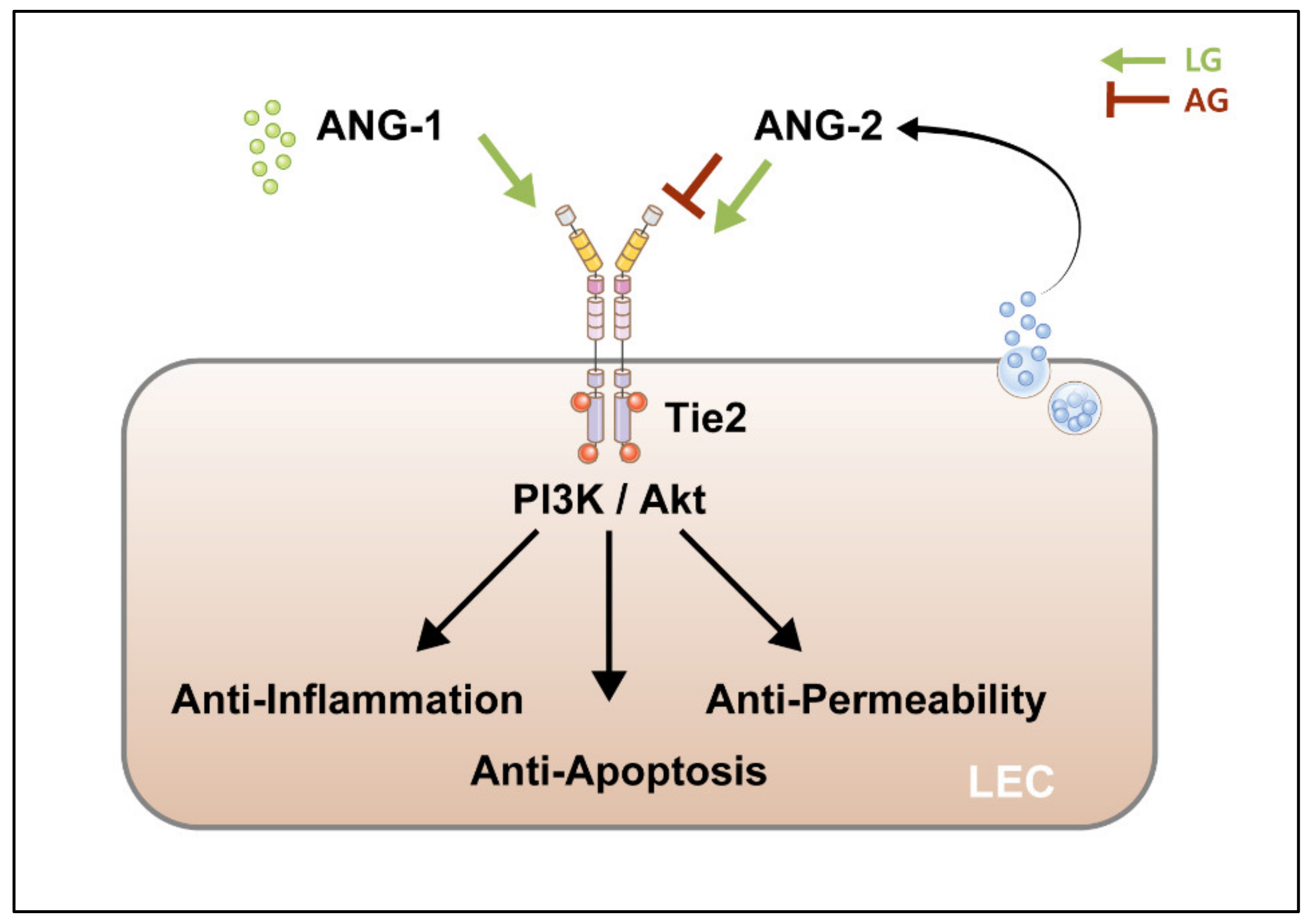 Ijms 22 11628 g003 Ijms 22 11628 g003
