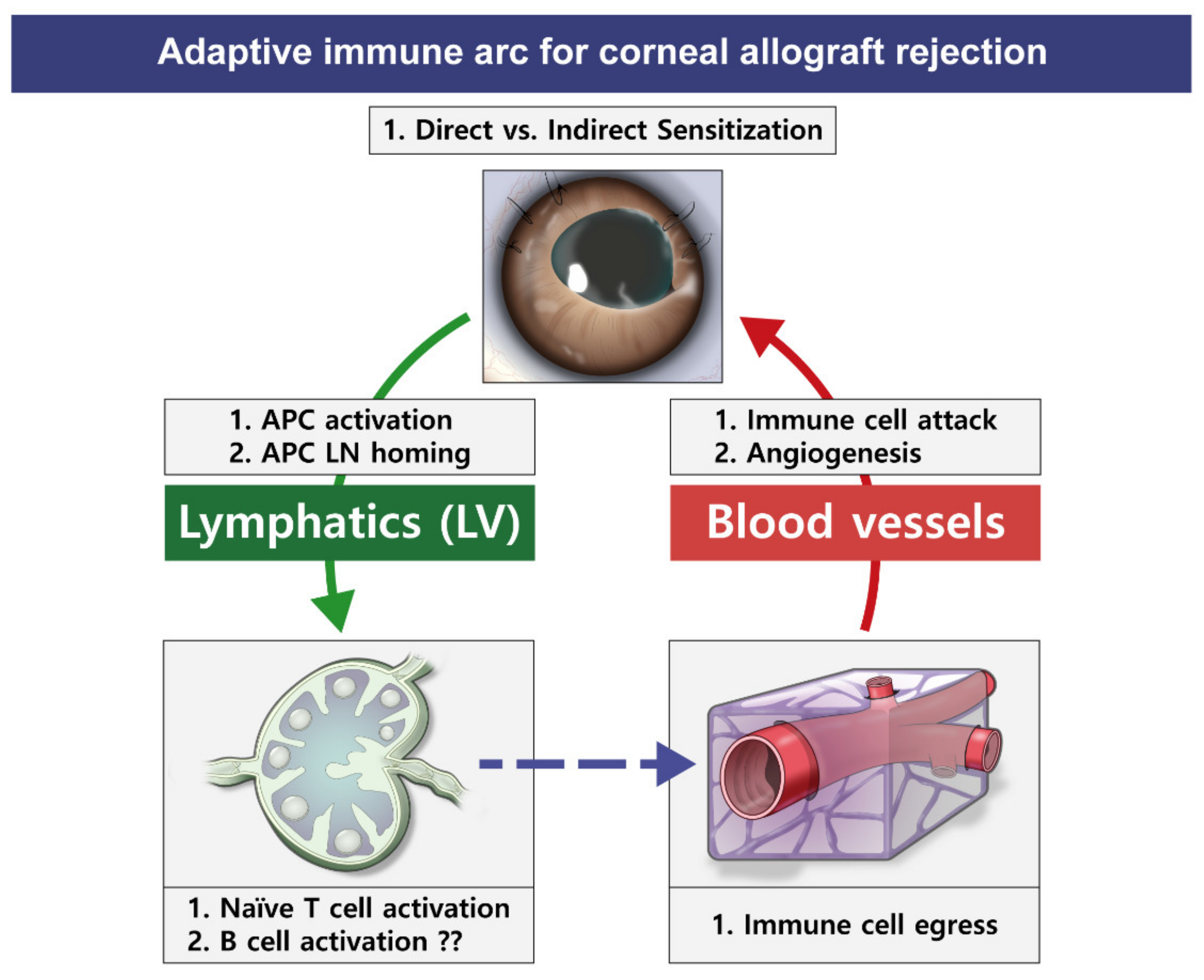 Ijms 22 11628 g004 Ijms 22 11628 g004