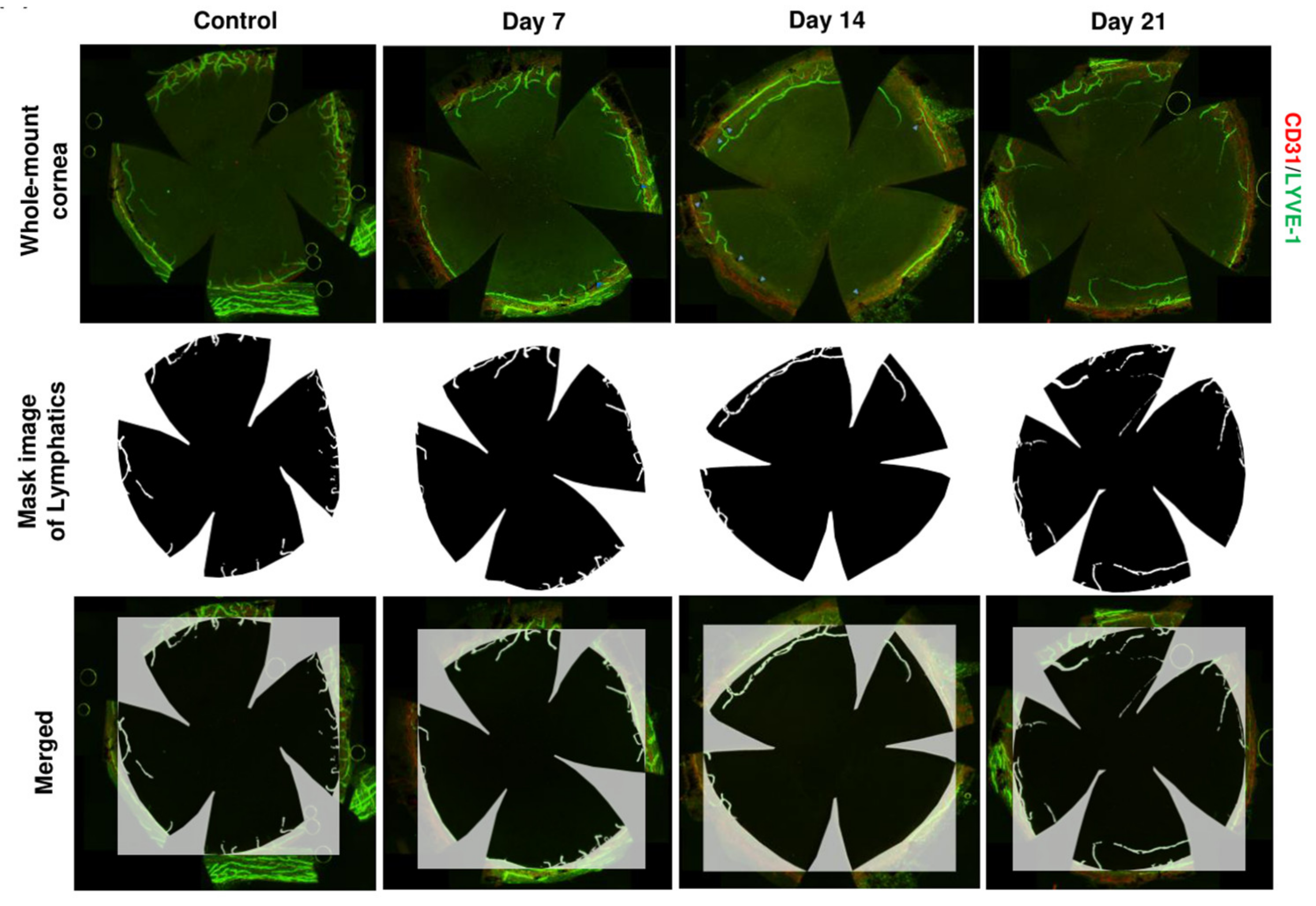Ijms 22 11628 g005 Ijms 22 11628 g005