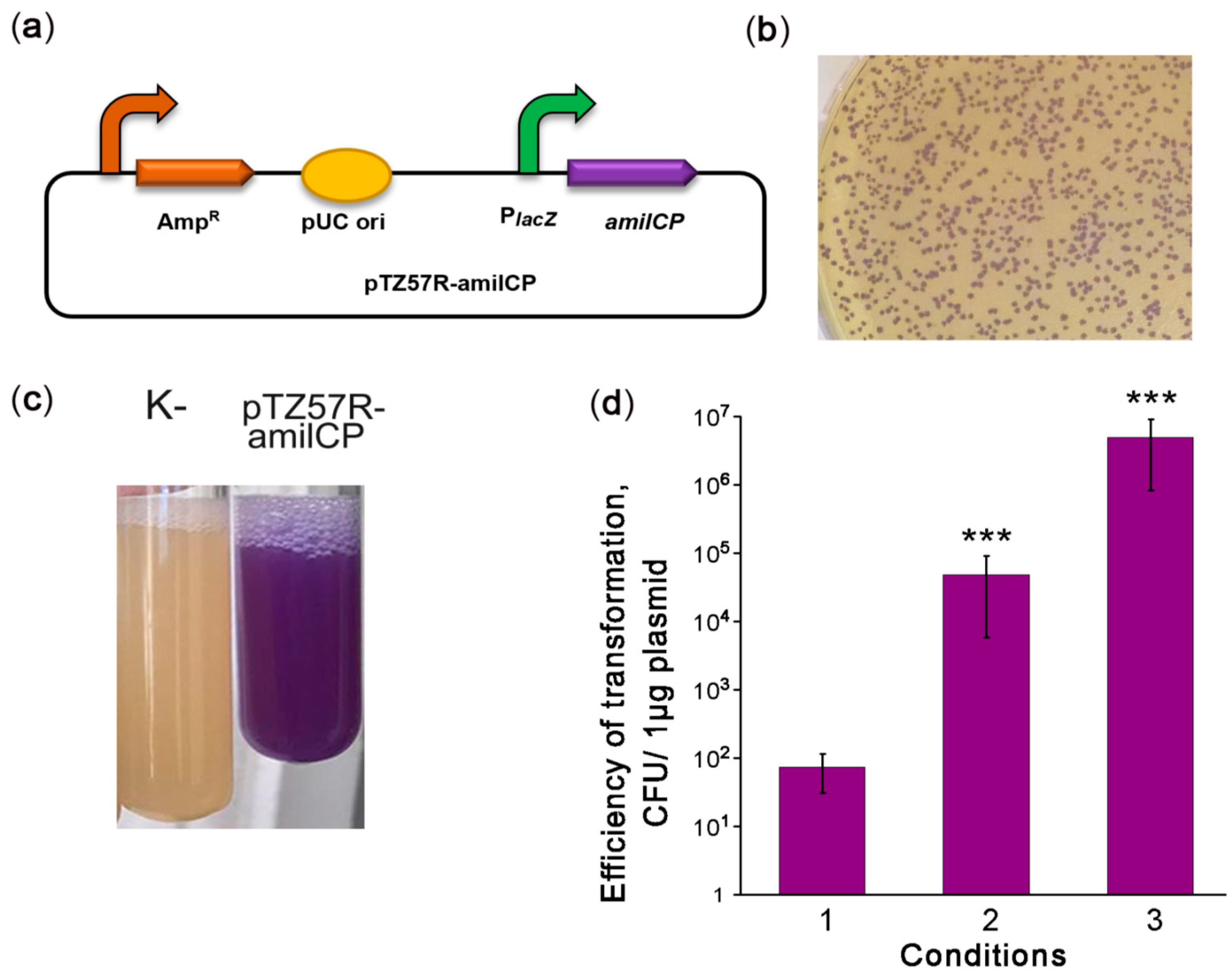 Ijms 22 11657 g001 Ijms 22 11657 g001