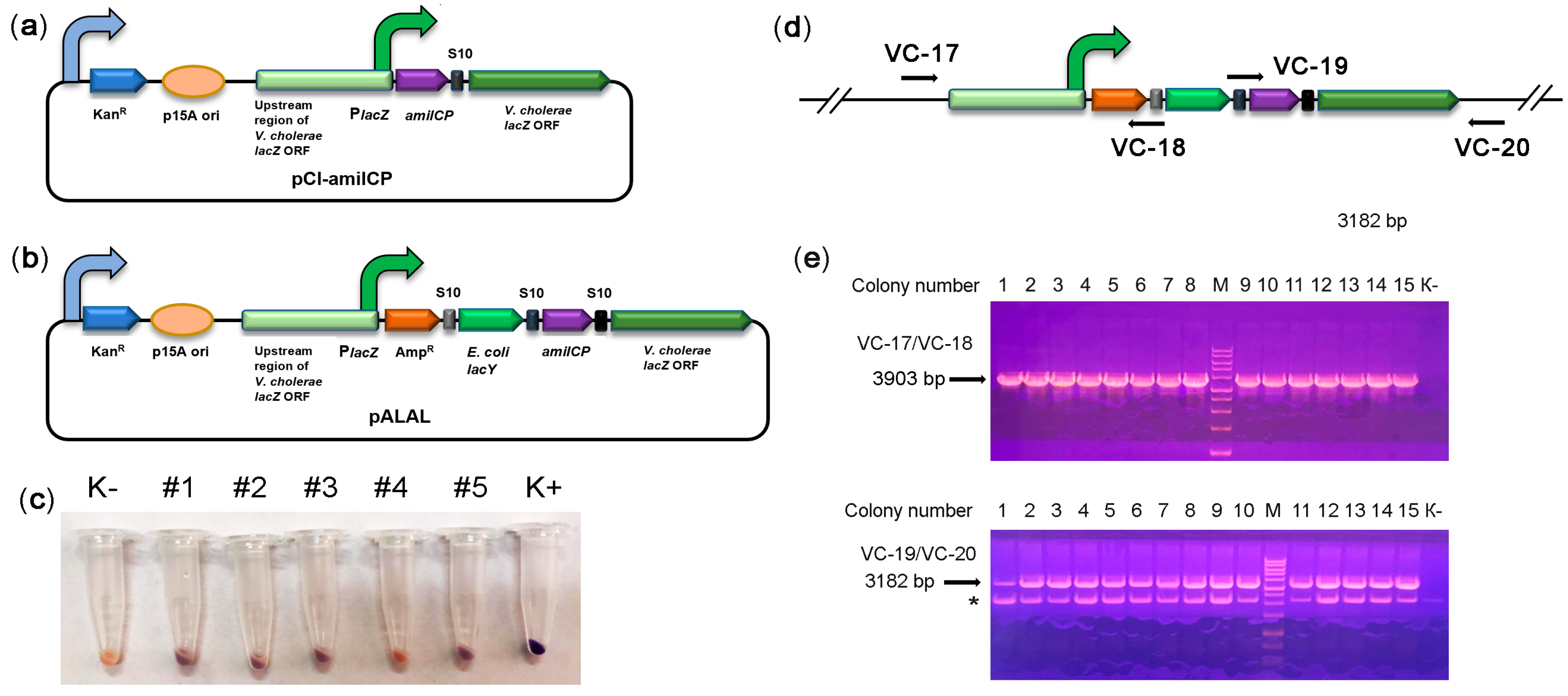 Ijms 22 11657 g002 Ijms 22 11657 g002