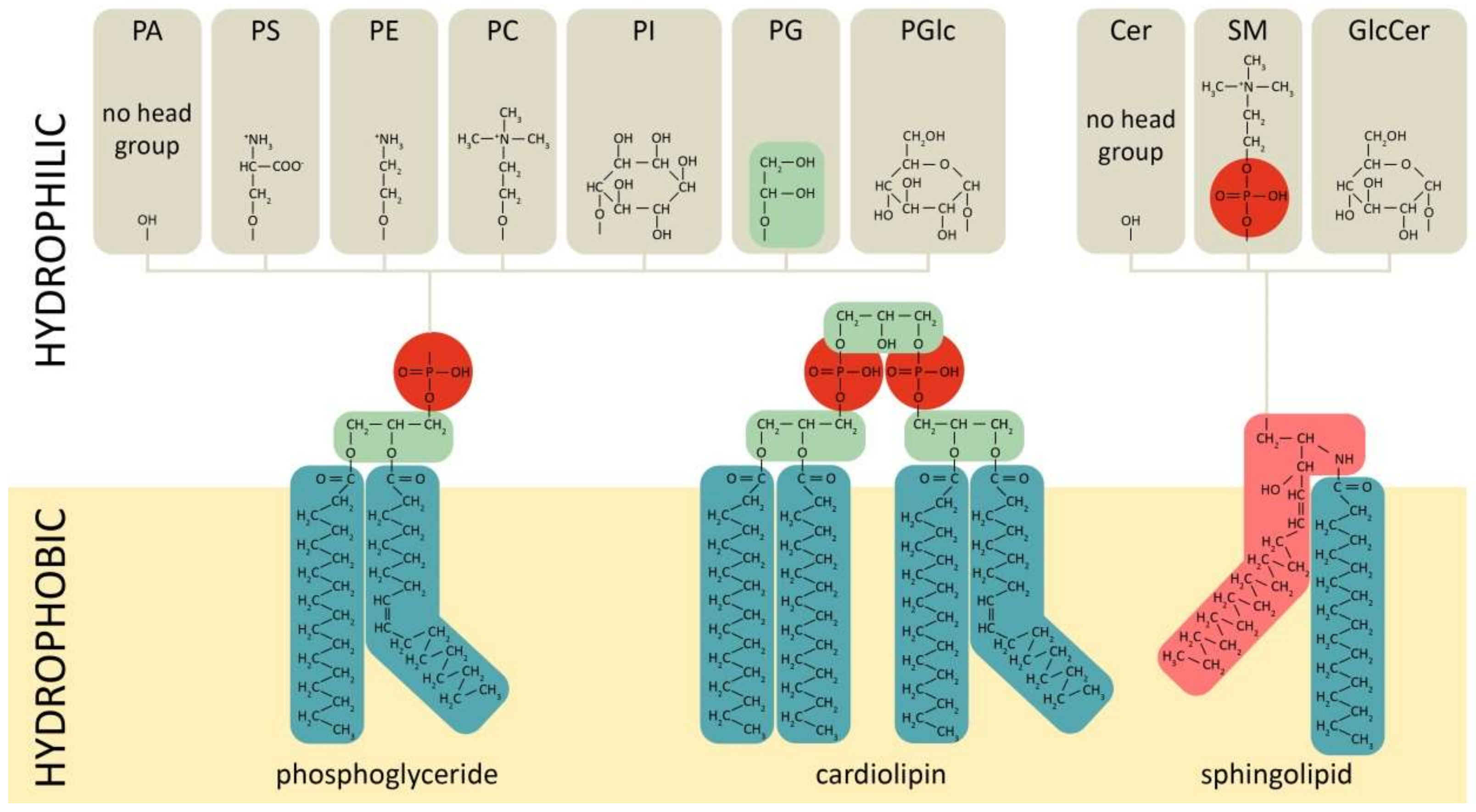 Ijms 22 11682 g001 Ijms 22 11682 g001