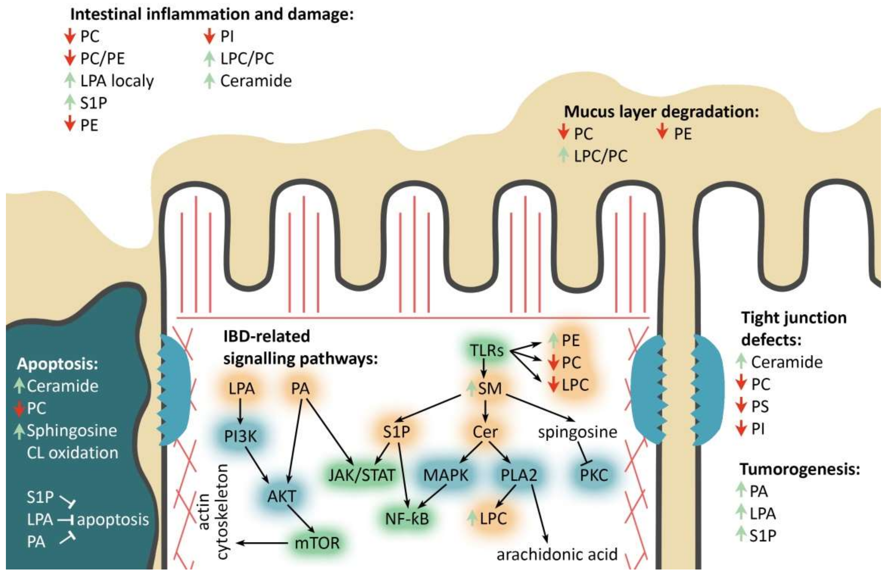 Ijms 22 11682 g003 Ijms 22 11682 g003