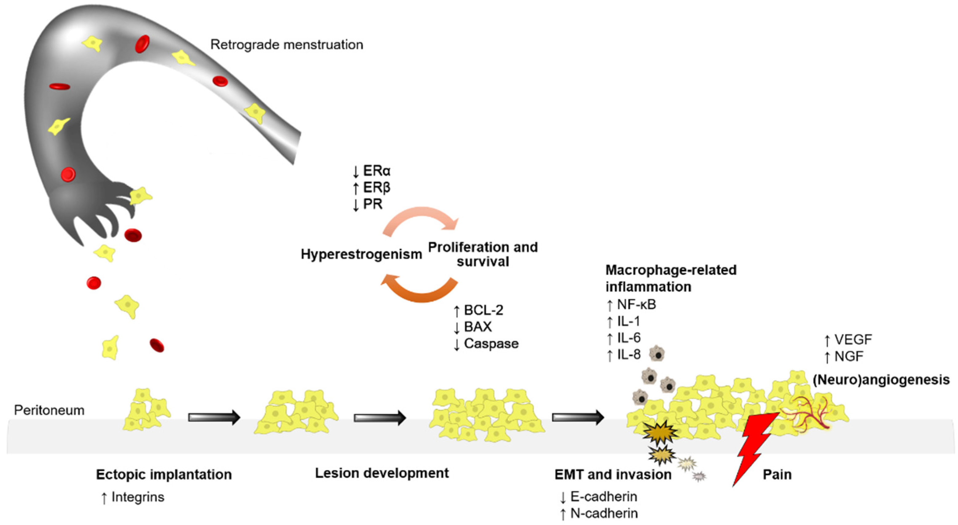 Ijms 22 11700 g001 Ijms 22 11700 g001