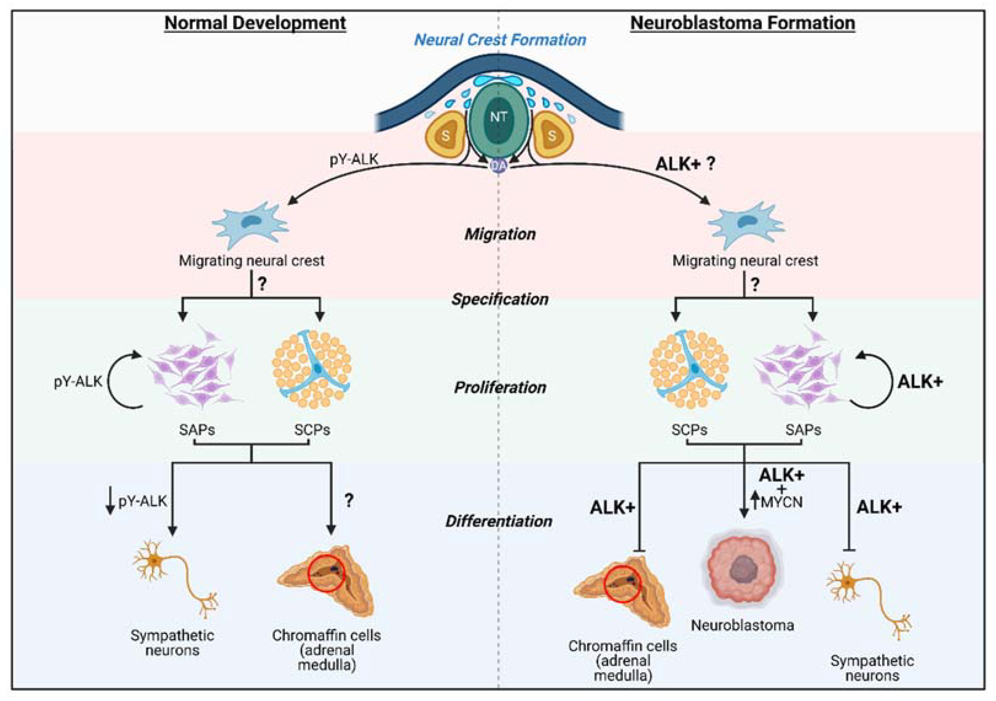 Ijms 22 11718 g003 Ijms 22 11718 g003