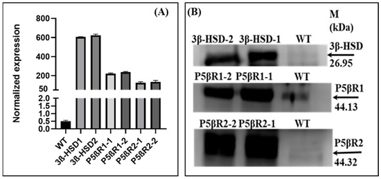 Ijms 22 11736 g003 550