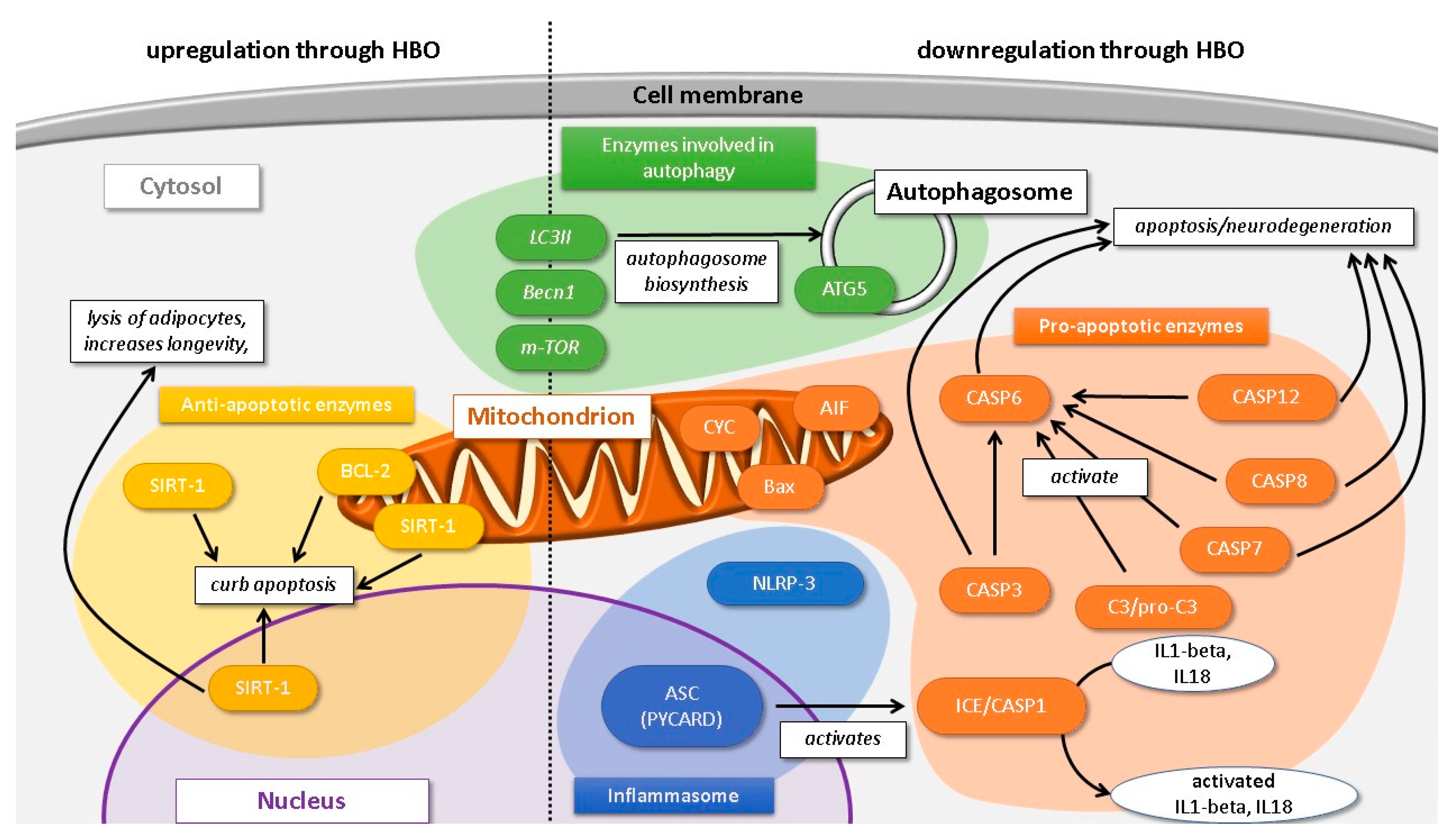 Ijms 22 11754 g003 Ijms 22 11754 g003