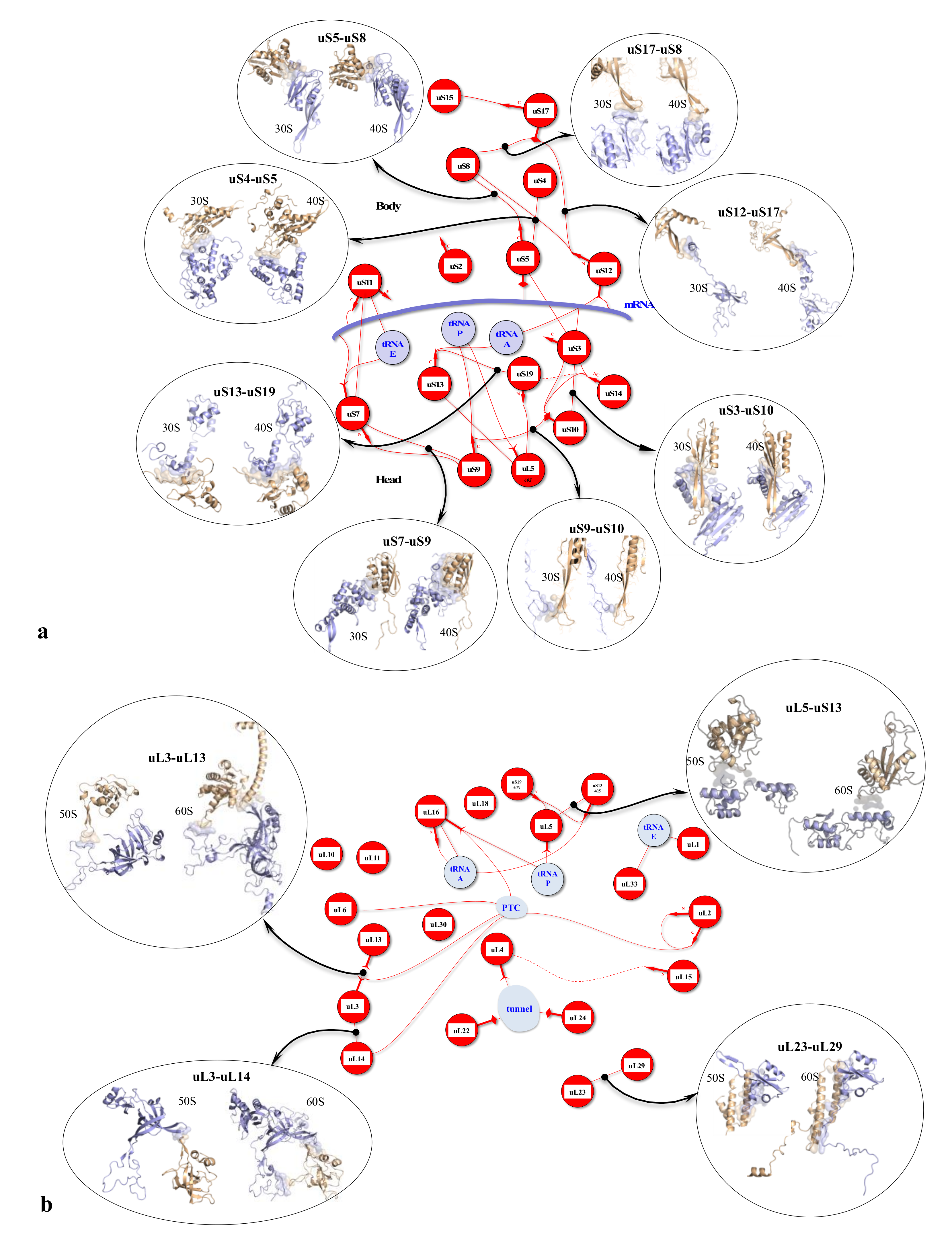 Ijms 22 11868 g005 Ijms 22 11868 g005