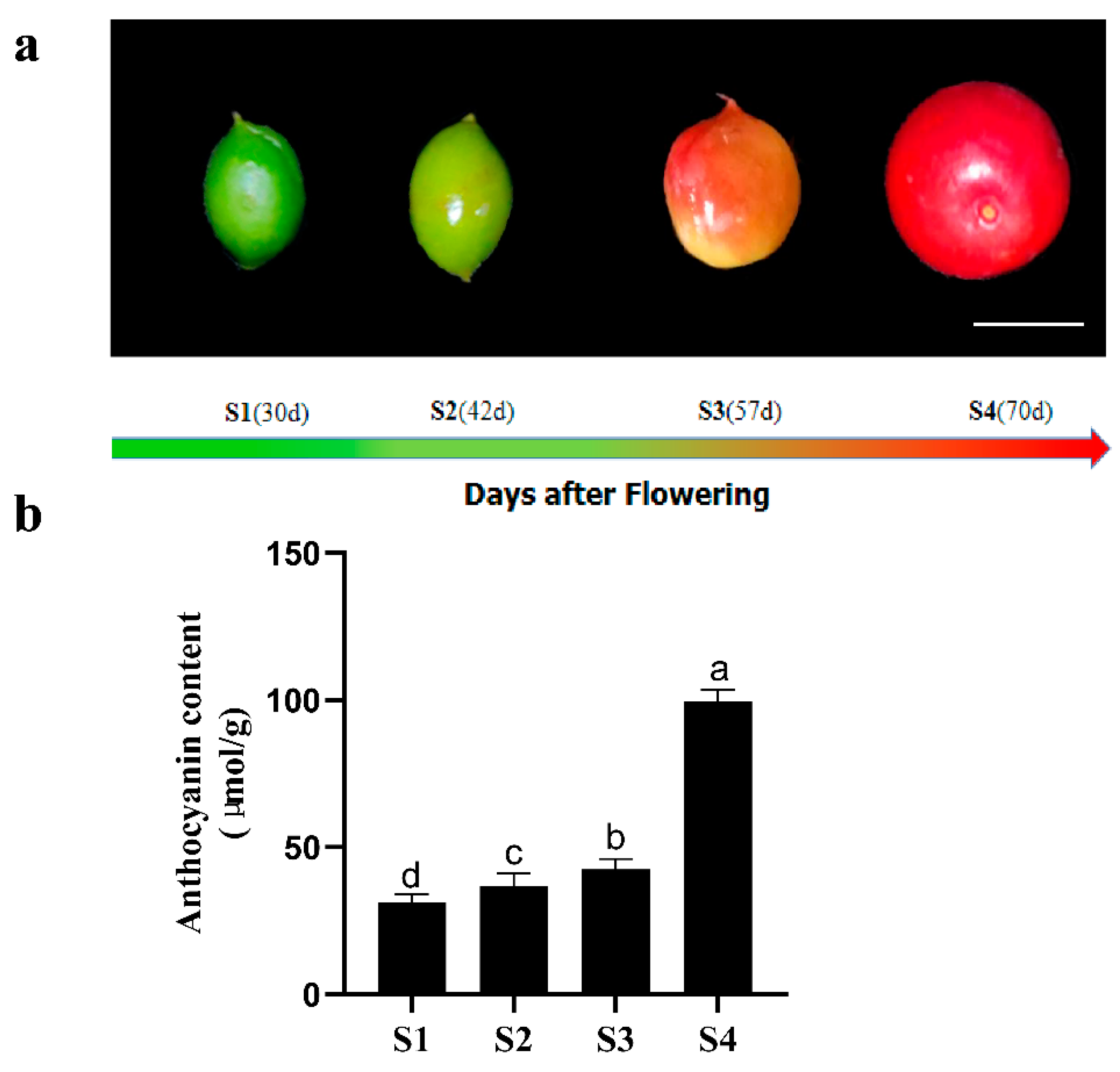 Ijms 22 11880 g001 Ijms 22 11880 g001