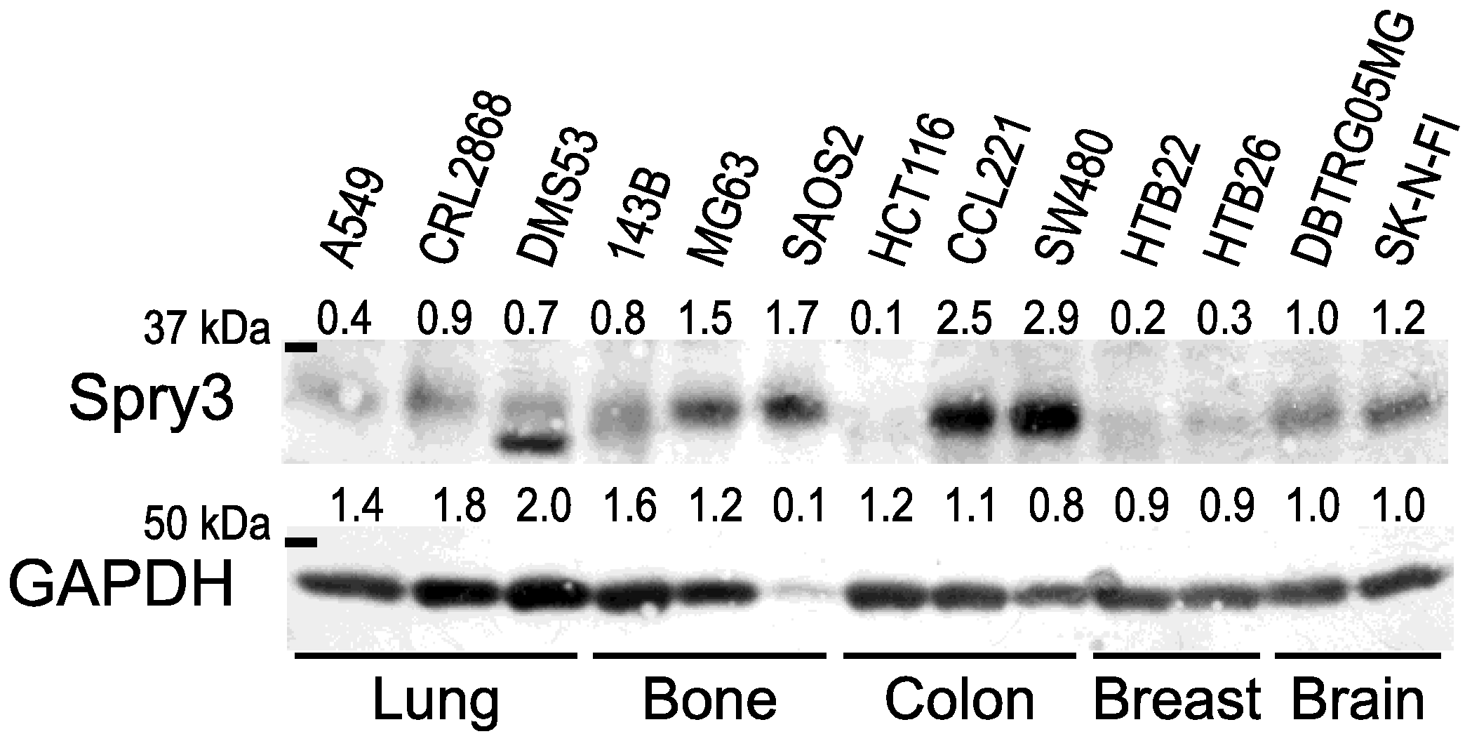 Ijms 22 11944 g001 Ijms 22 11944 g001