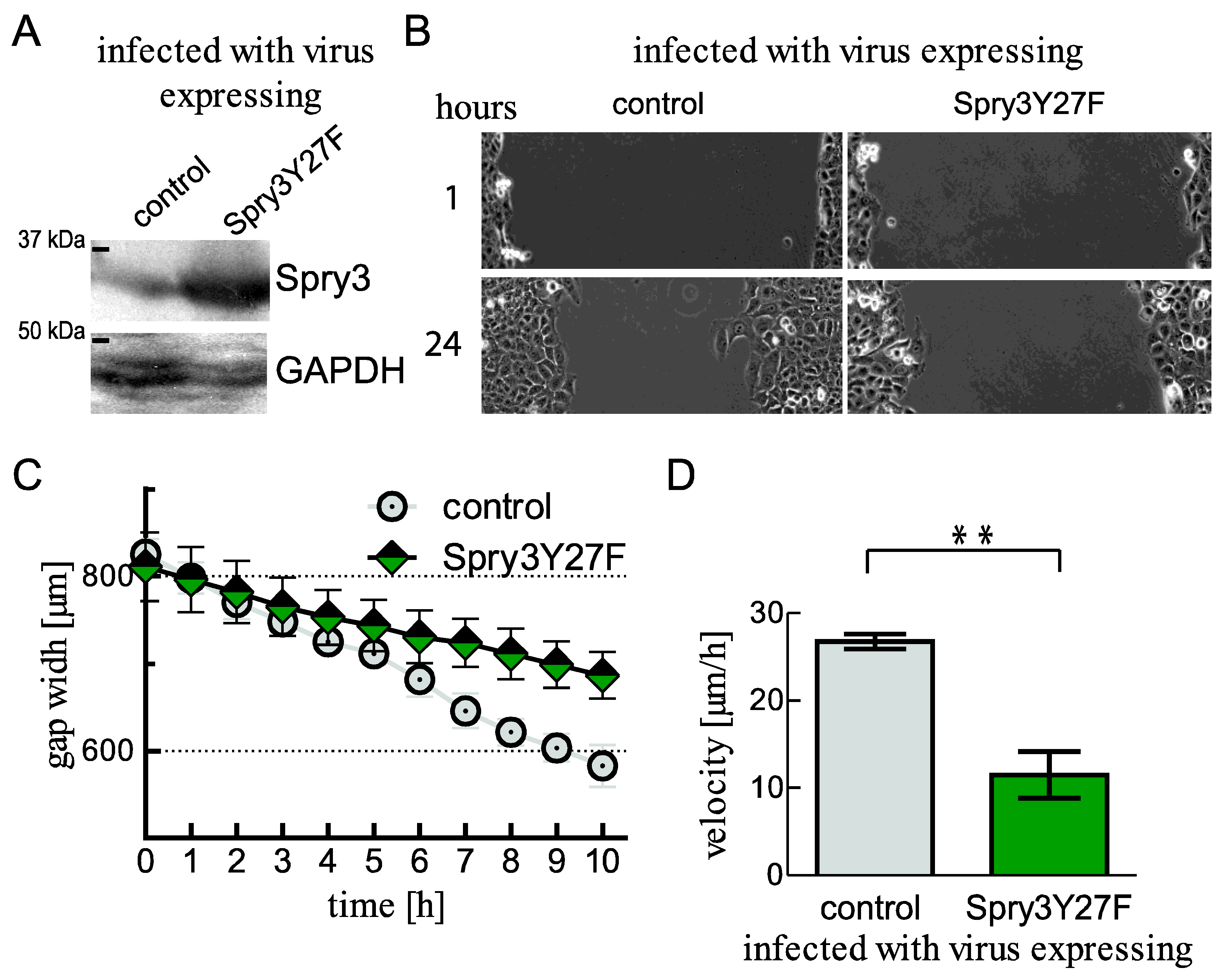 Ijms 22 11944 g007 Ijms 22 11944 g007