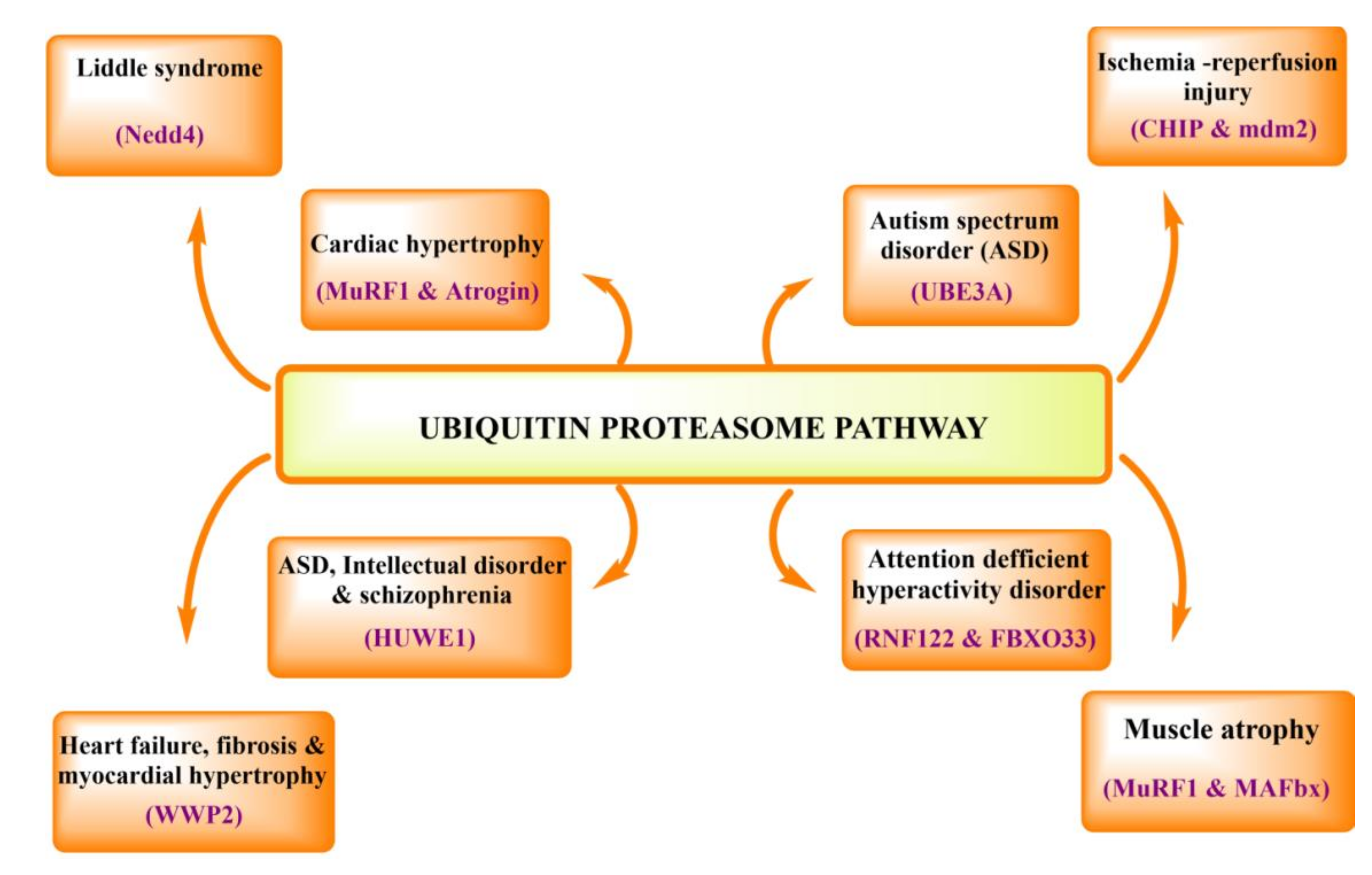 Ijms 22 11971 g007 Ijms 22 11971 g007