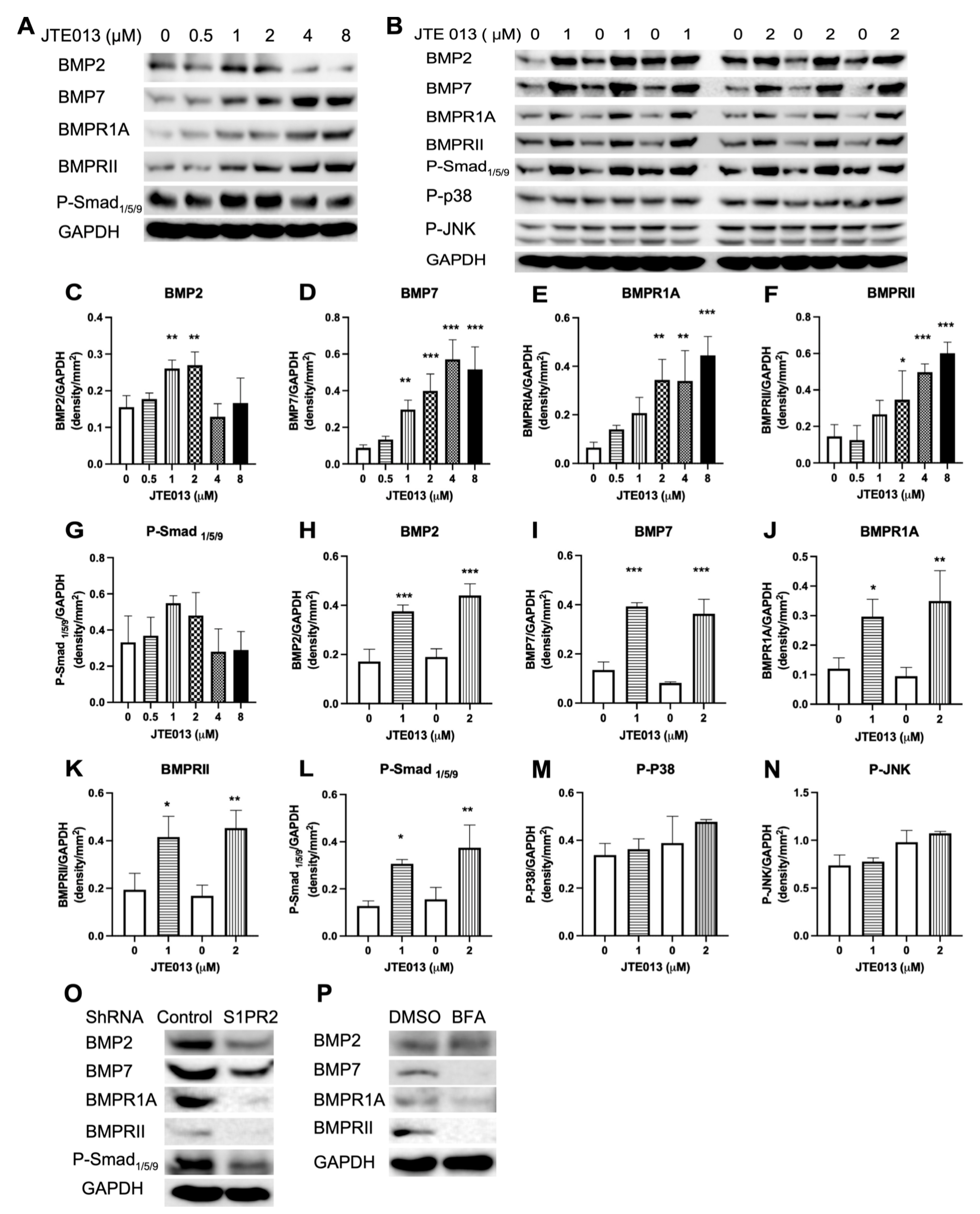 Ijms 22 12060 g007 Ijms 22 12060 g007