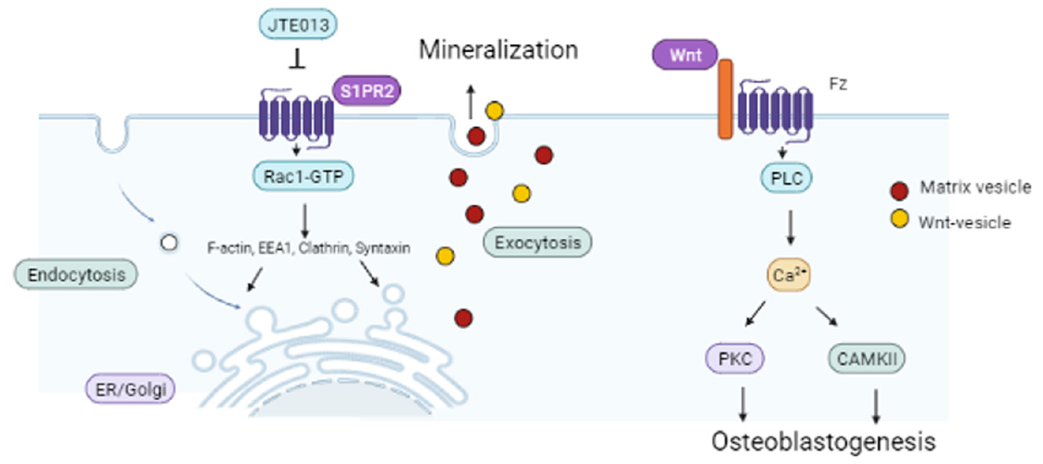 Ijms 22 12060 g008 Ijms 22 12060 g008