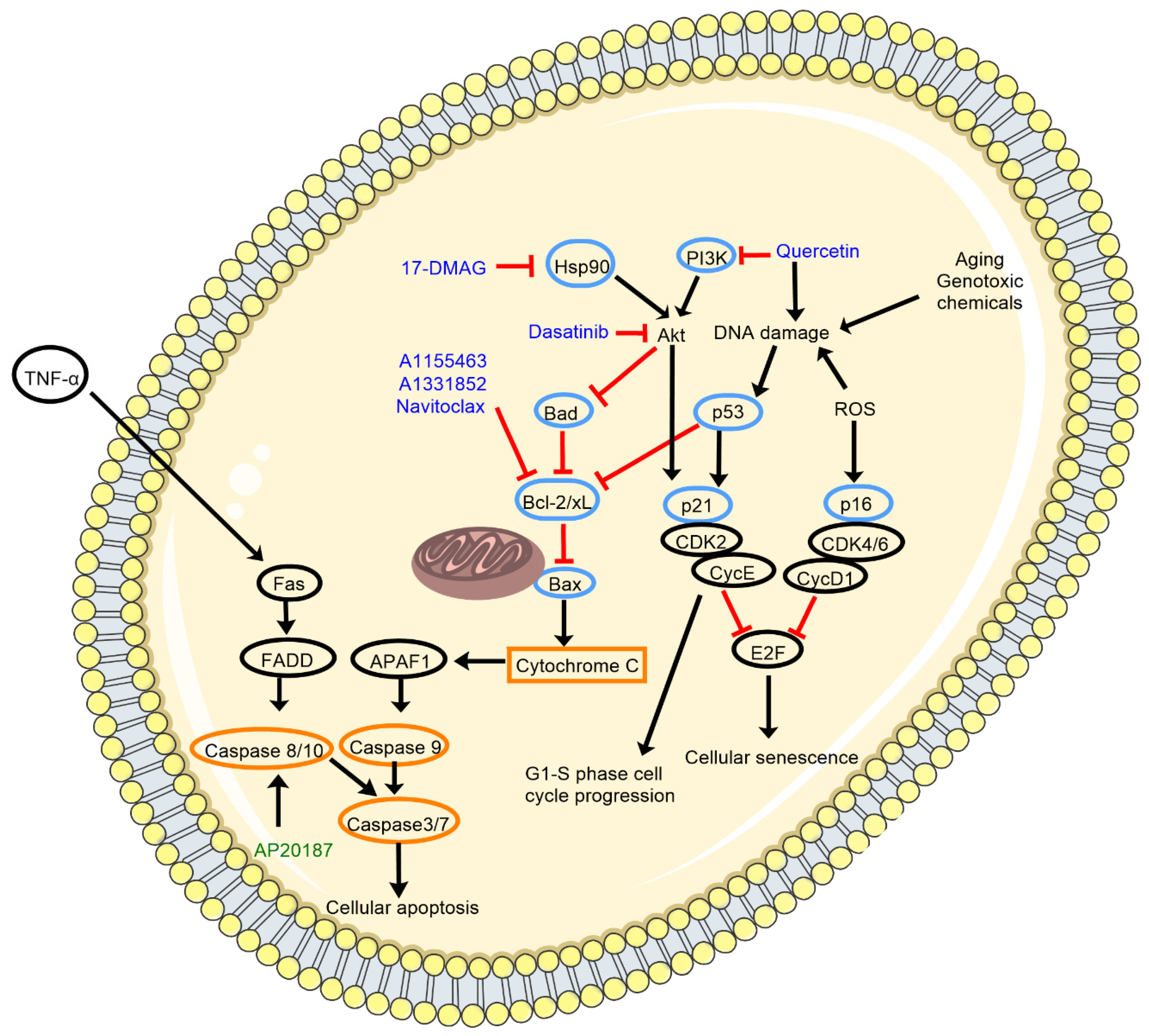 Ijms 22 12078 g001 Ijms 22 12078 g001
