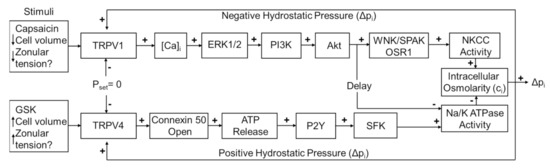 Ijms 22 12658 g001 550