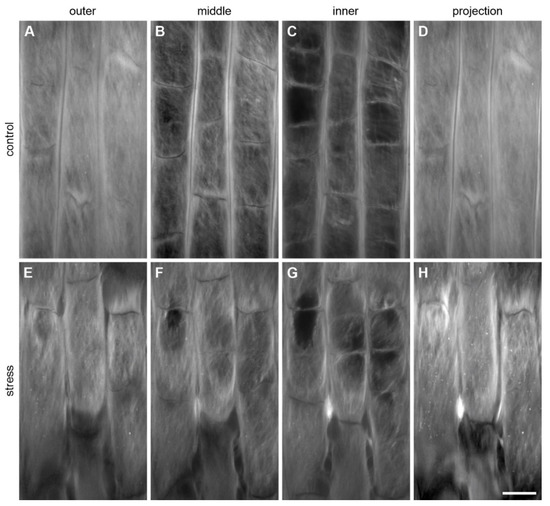 Ijms 22 12711 g0a1 550