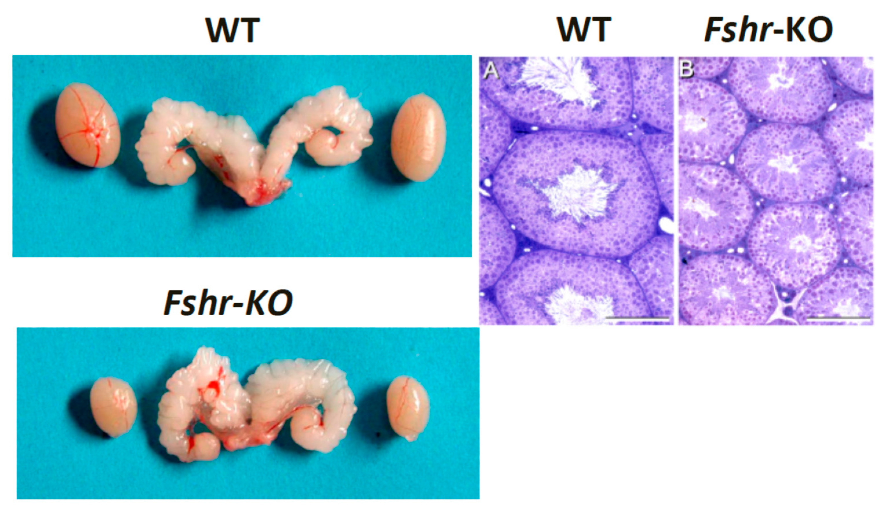 Ijms 22 12735 g005 Ijms 22 12735 g005