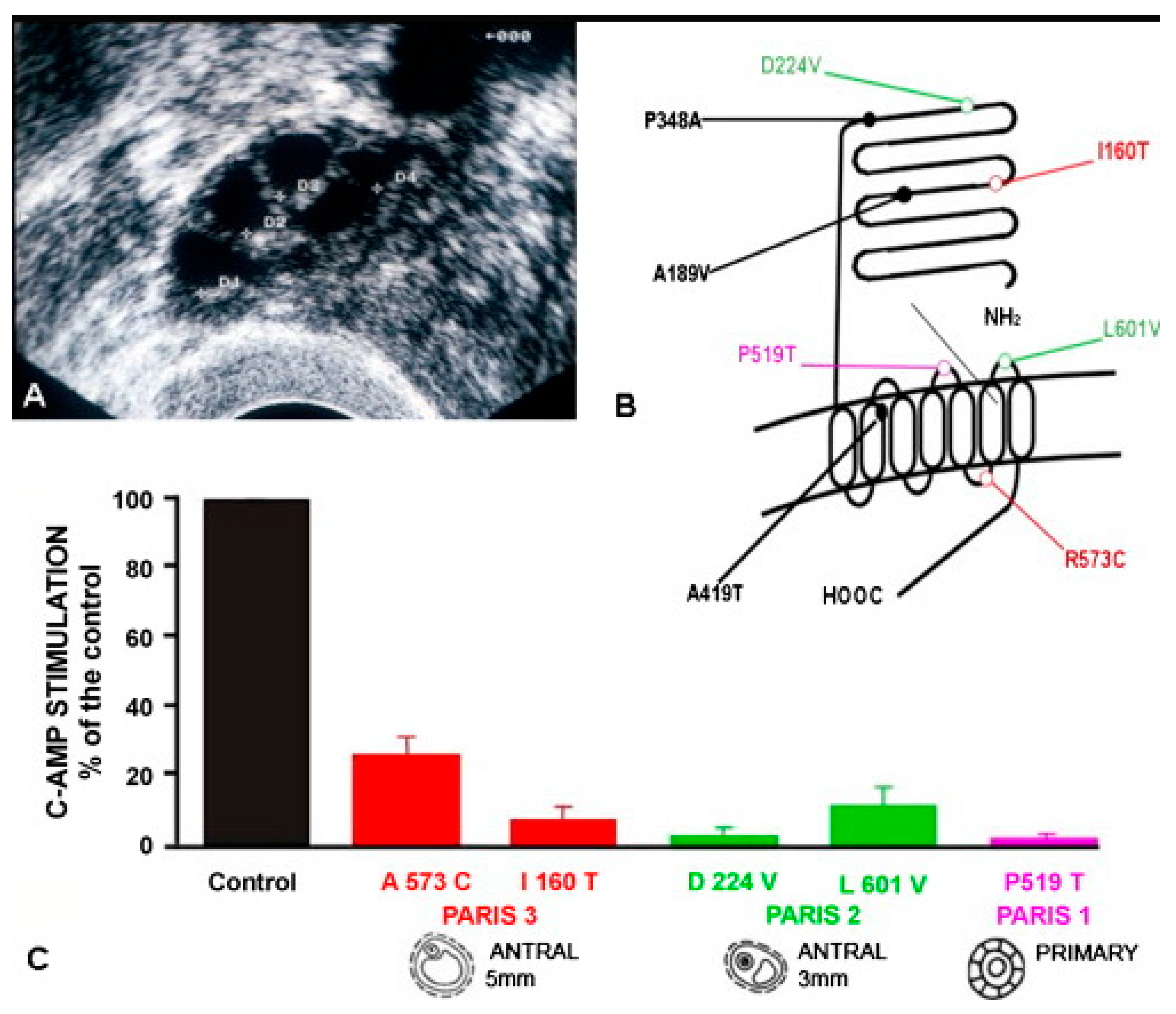Ijms 22 12735 g007 Ijms 22 12735 g007
