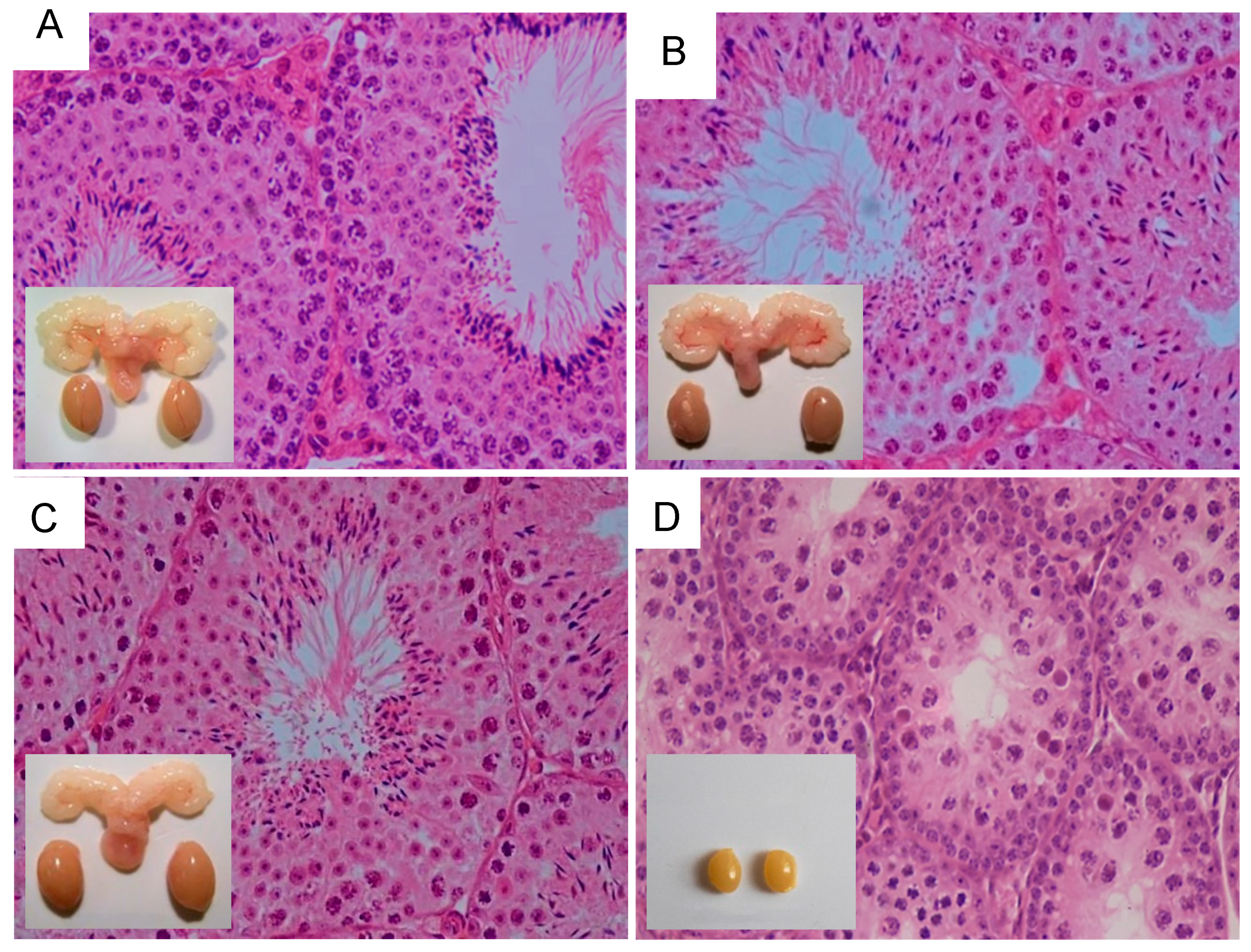 Ijms 22 12735 g008 Ijms 22 12735 g008