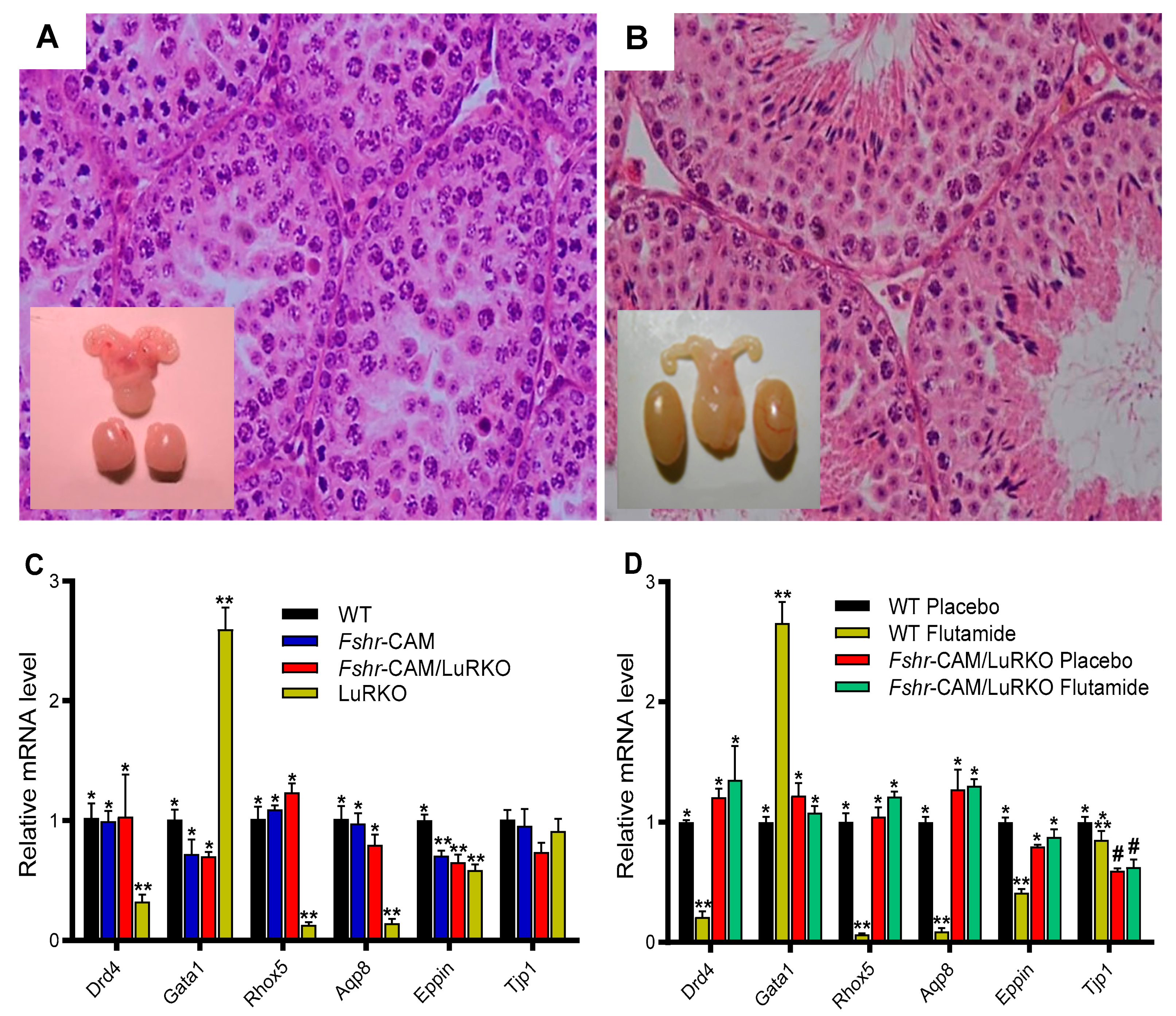 Ijms 22 12735 g009 Ijms 22 12735 g009