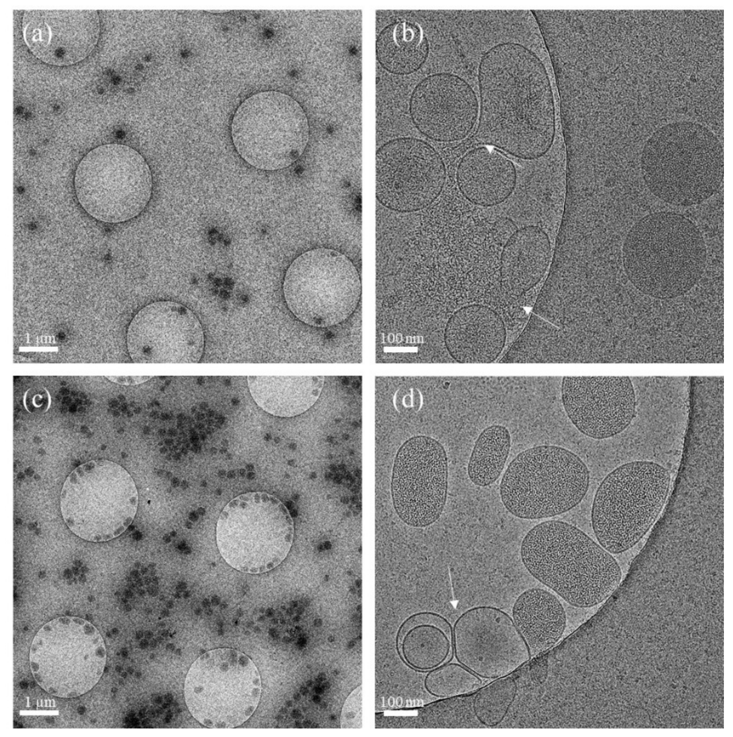 Ijms 22 12772 g004 Ijms 22 12772 g004