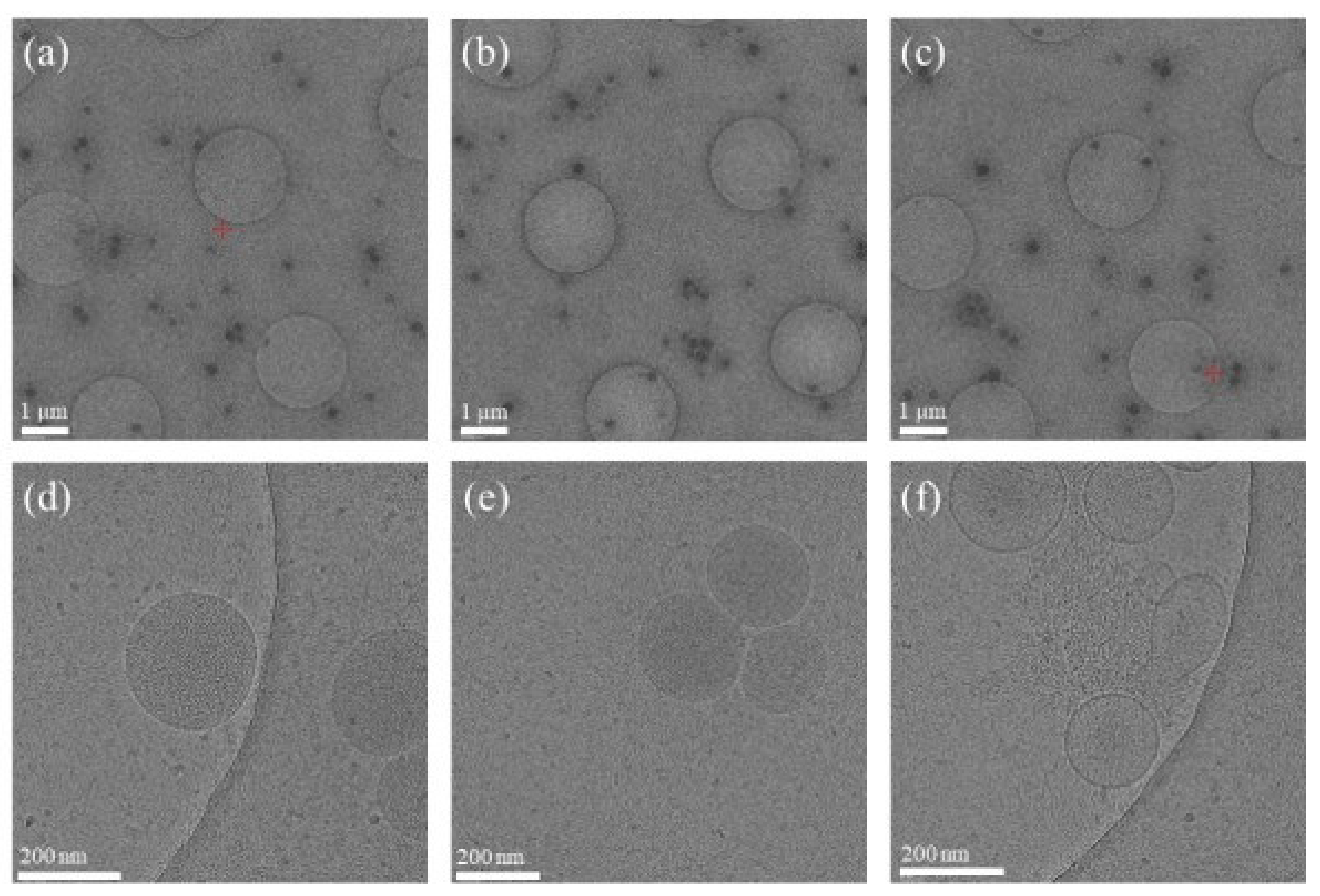 Ijms 22 12772 g0a2 Ijms 22 12772 g0a2