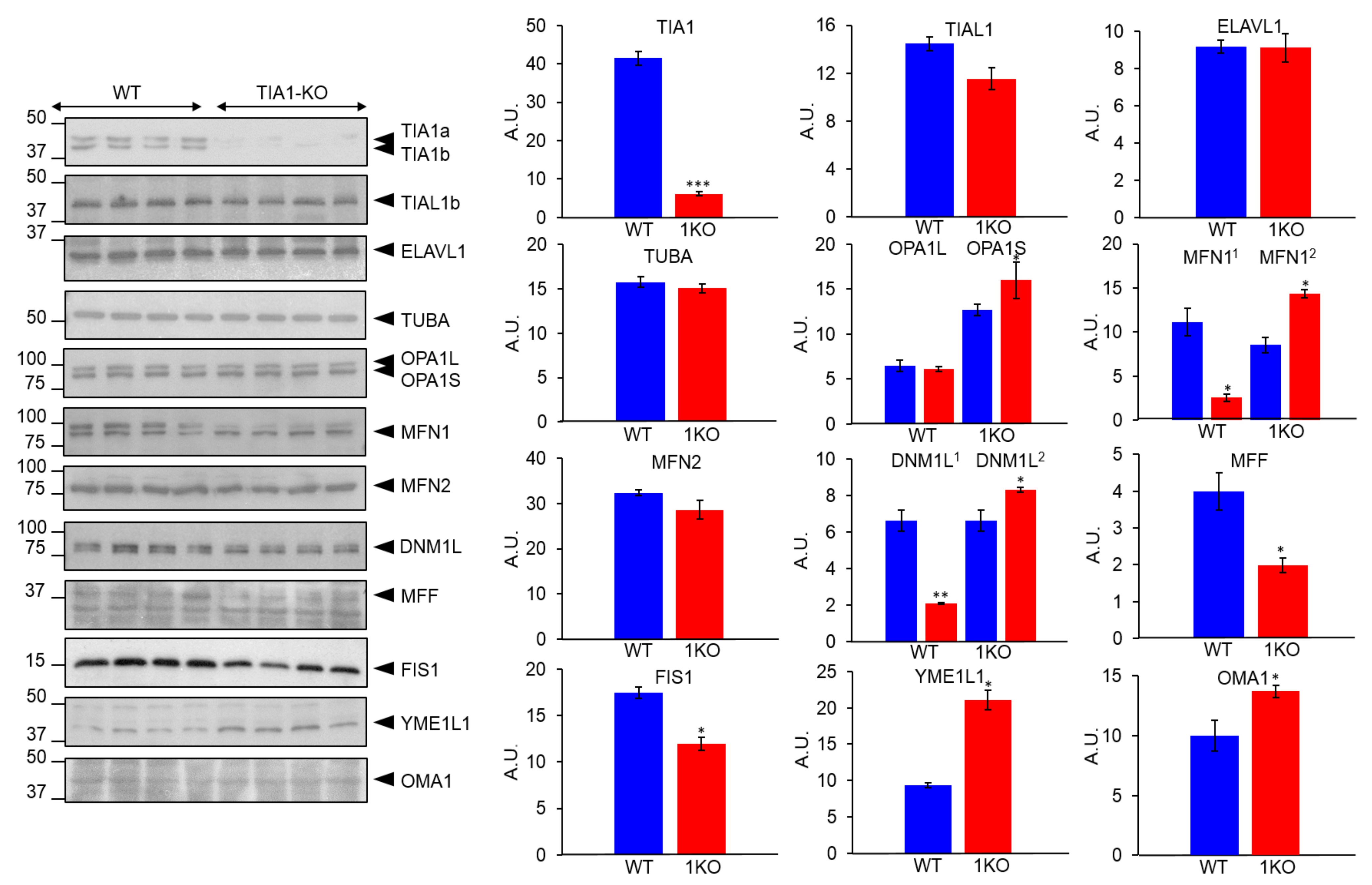 Ijms 22 12775 g003 Ijms 22 12775 g003