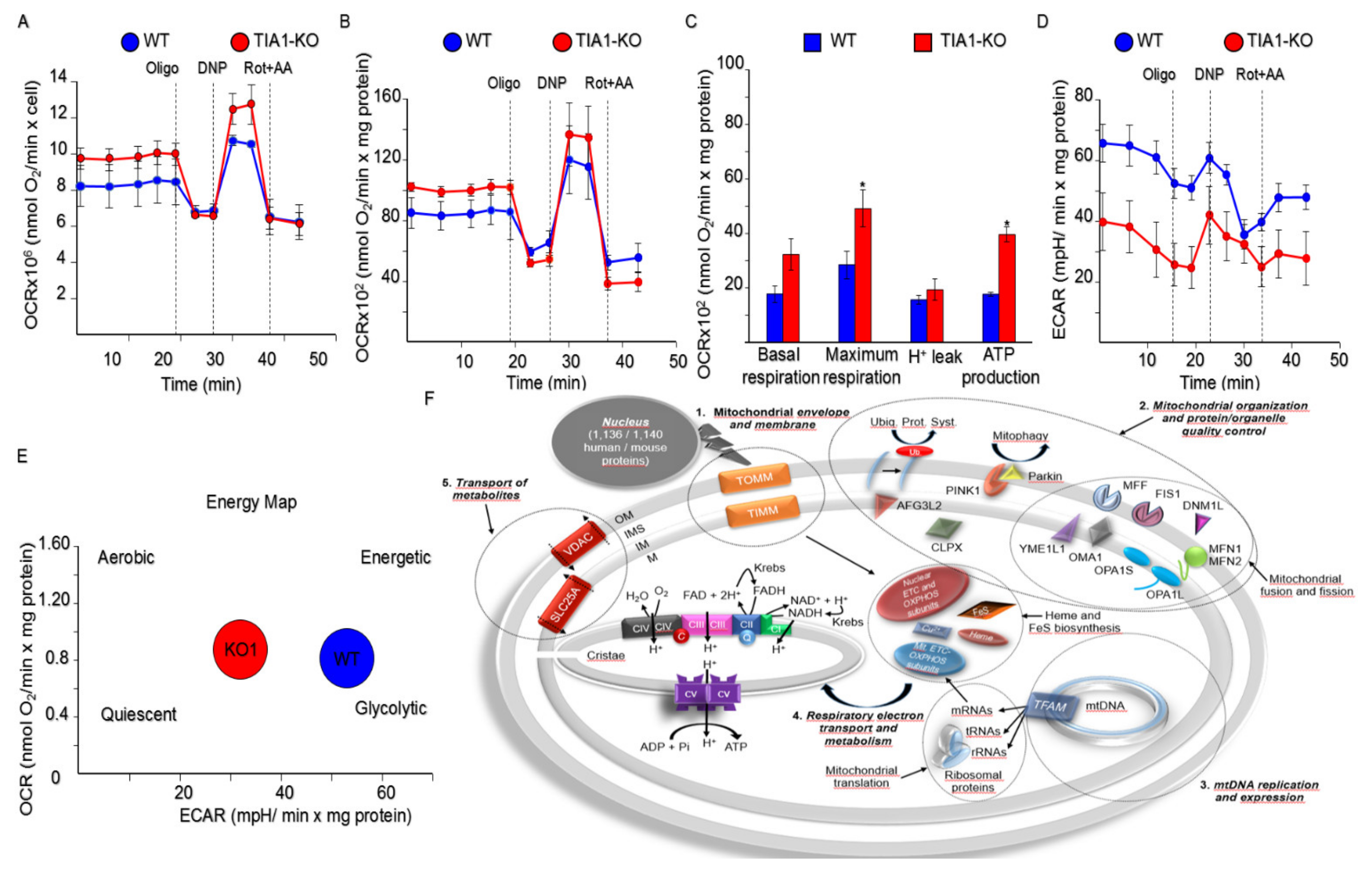 Ijms 22 12775 g007 Ijms 22 12775 g007