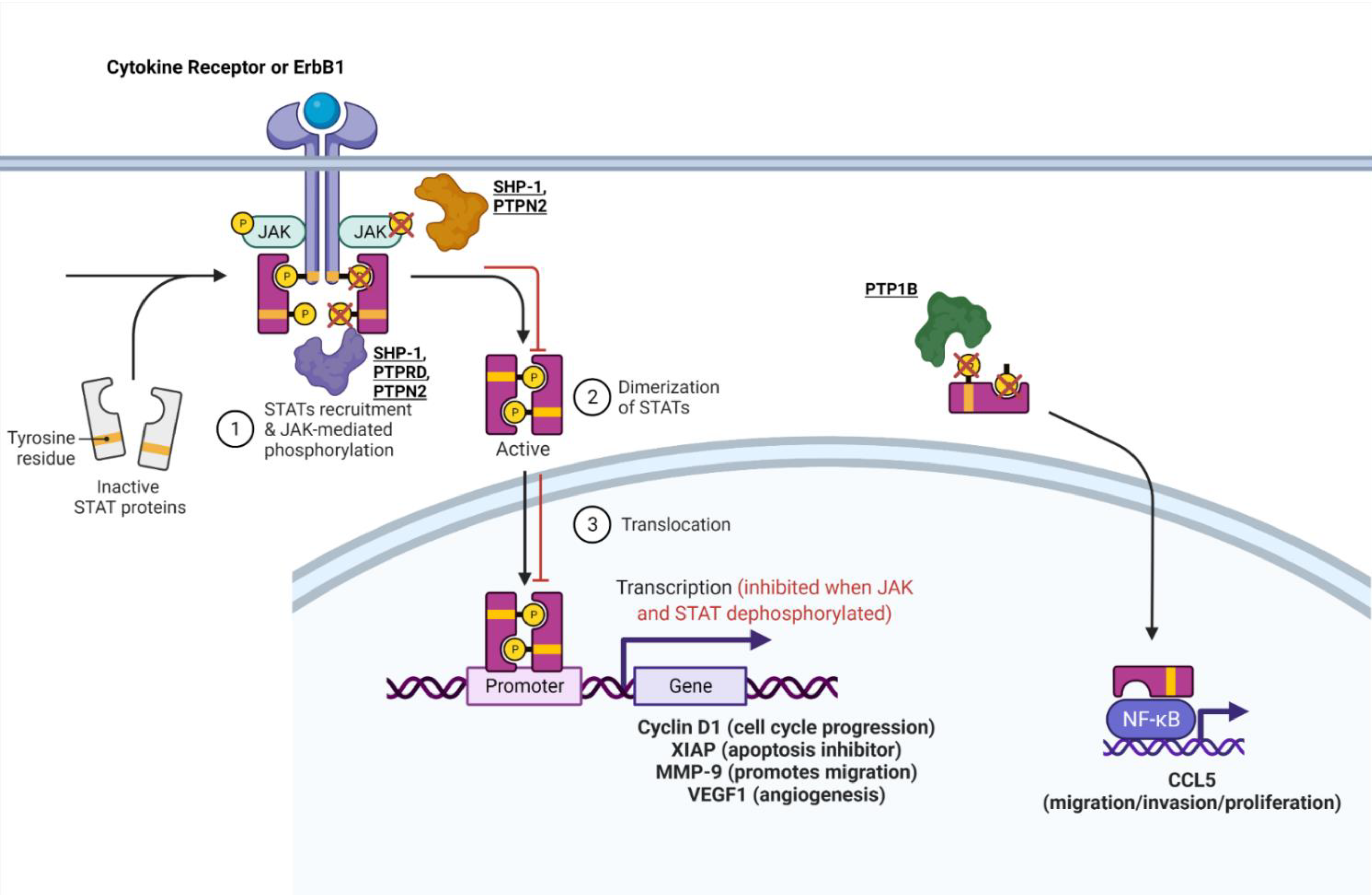 Ijms 22 12865 g001 Ijms 22 12865 g001