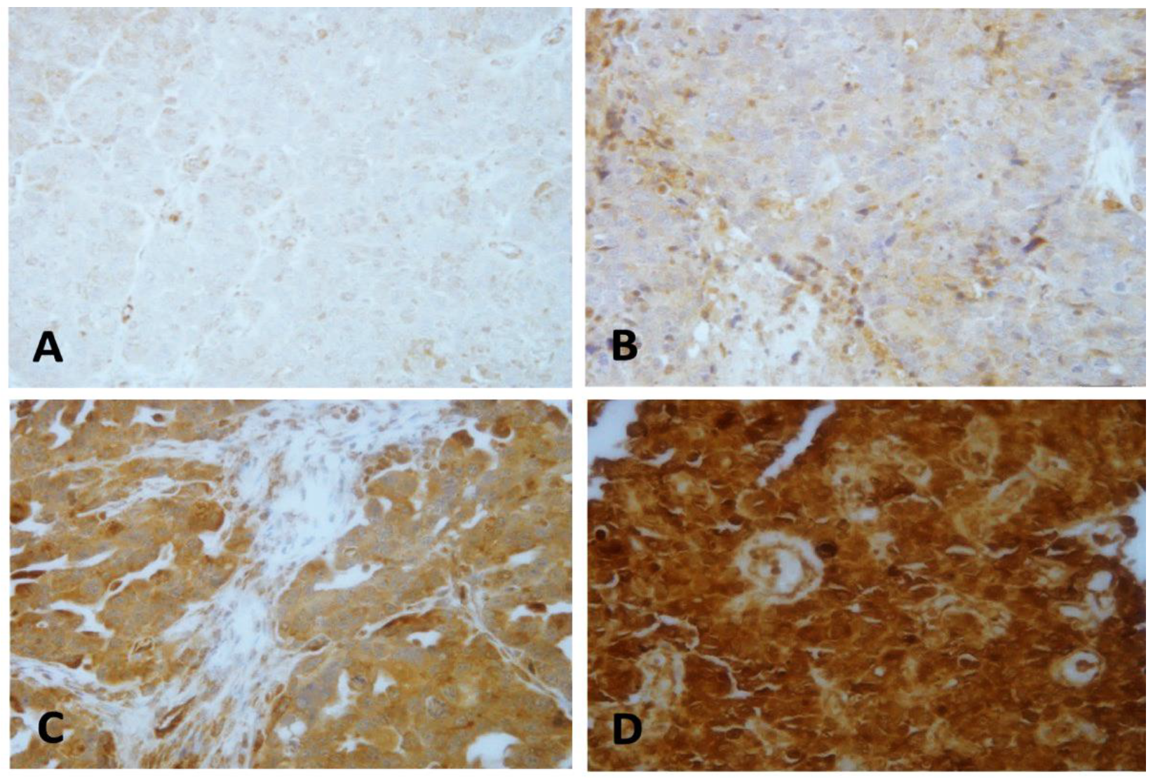 Ijms 22 12872 g001 Ijms 22 12872 g001