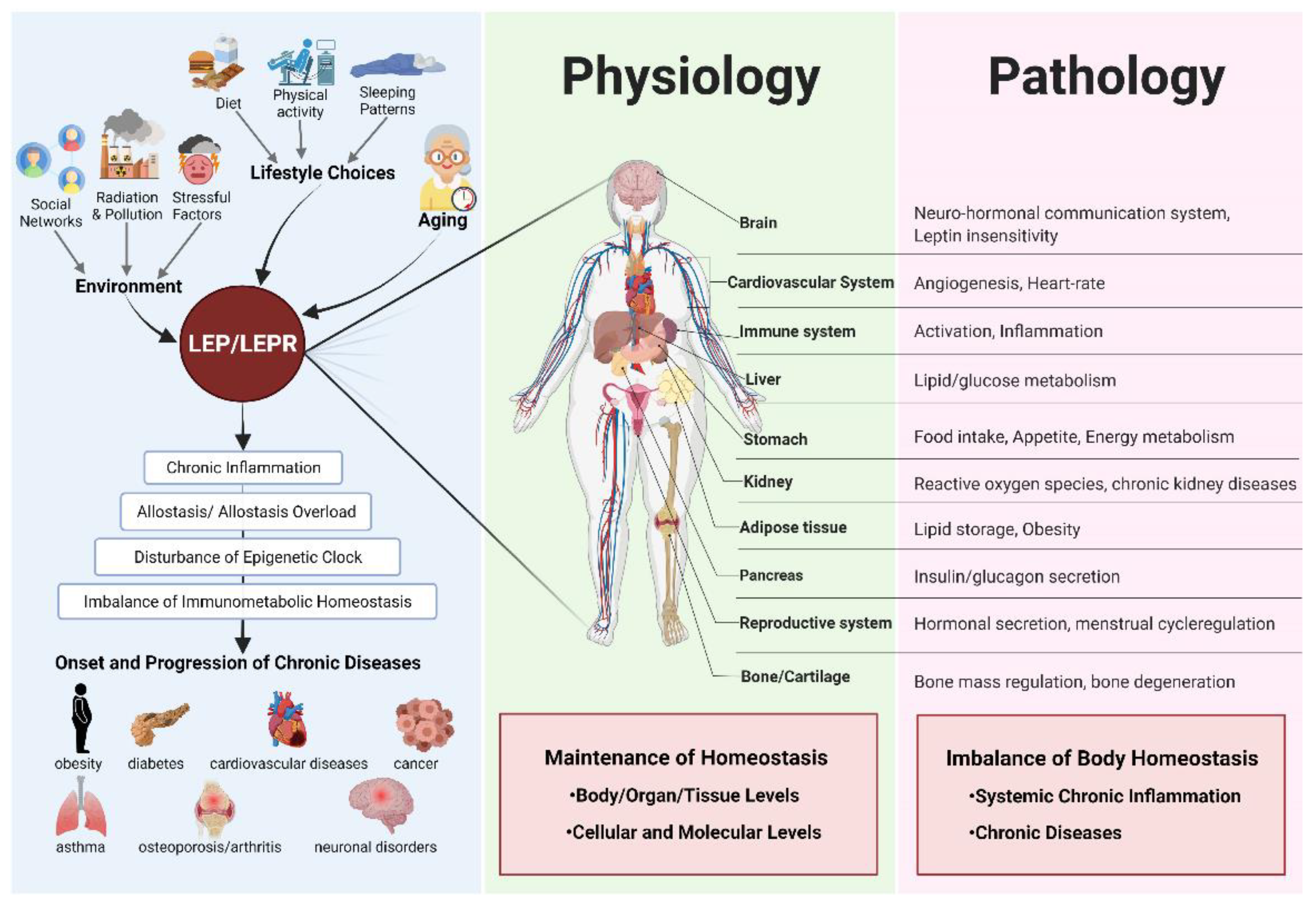 Ijms 22 12872 g004 Ijms 22 12872 g004