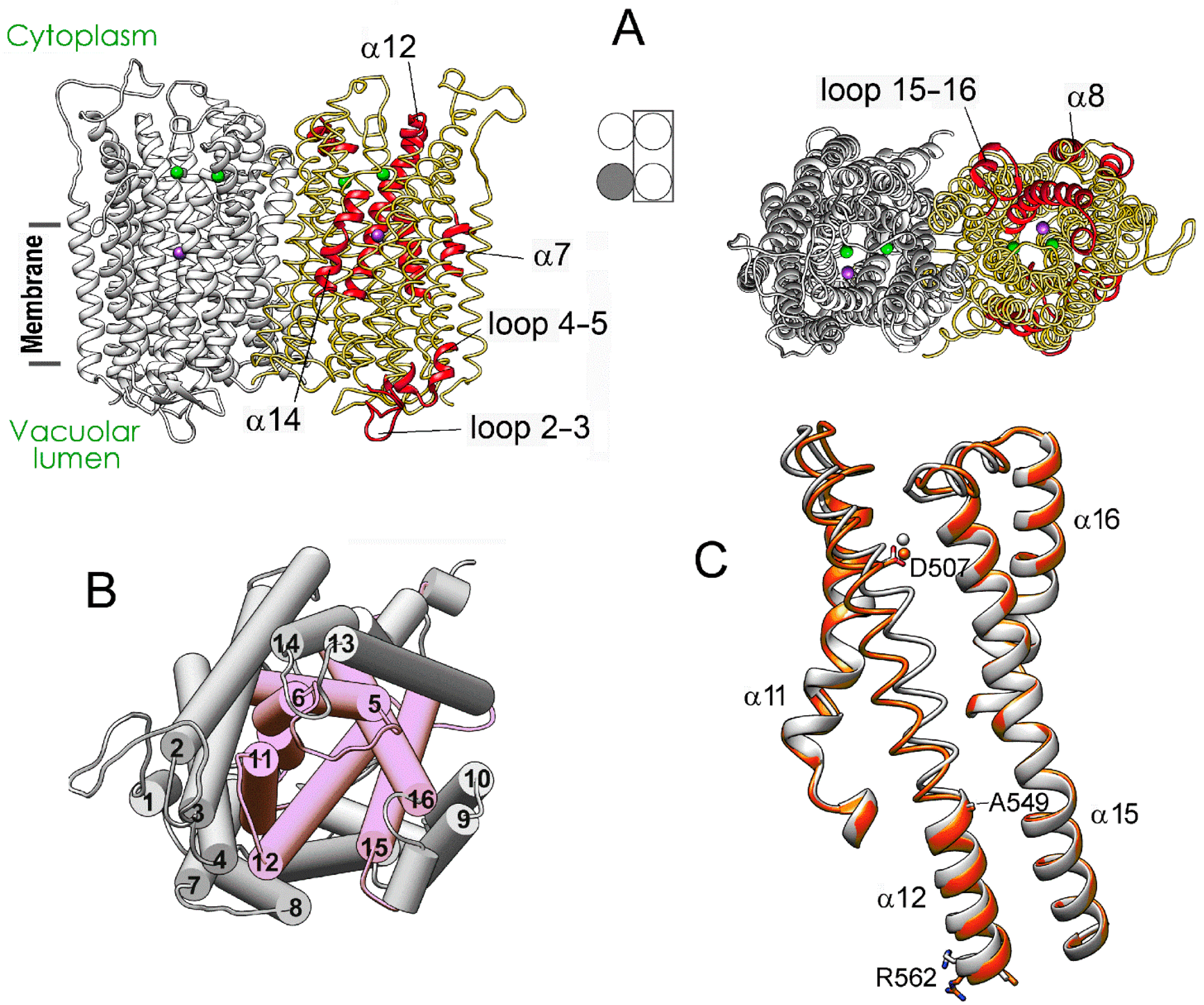 Ijms 22 12902 g003 Ijms 22 12902 g003