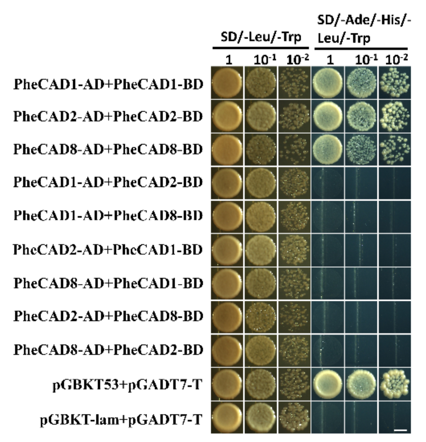 Ijms 22 12917 g006 Ijms 22 12917 g006