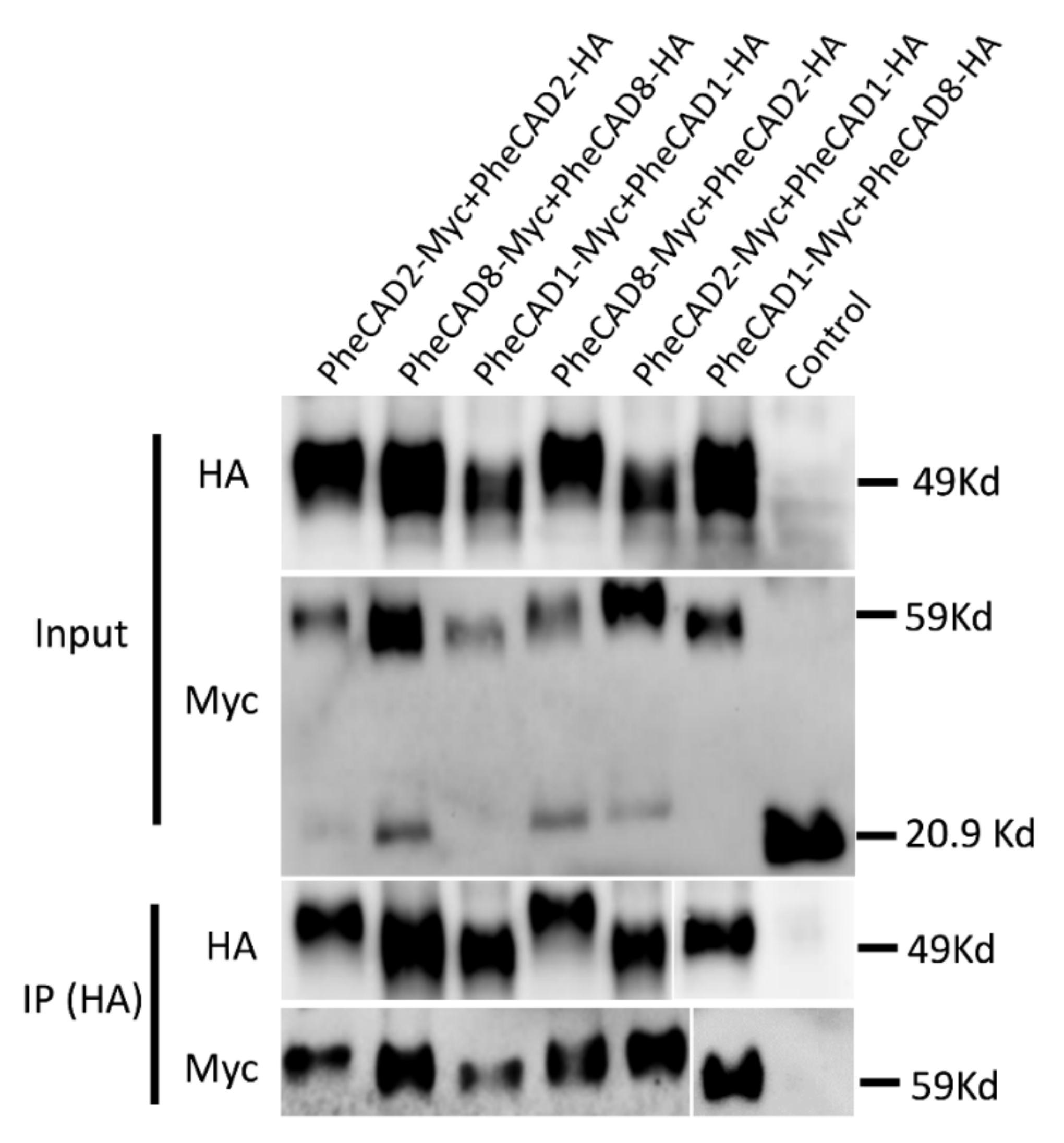 Ijms 22 12917 g008 Ijms 22 12917 g008