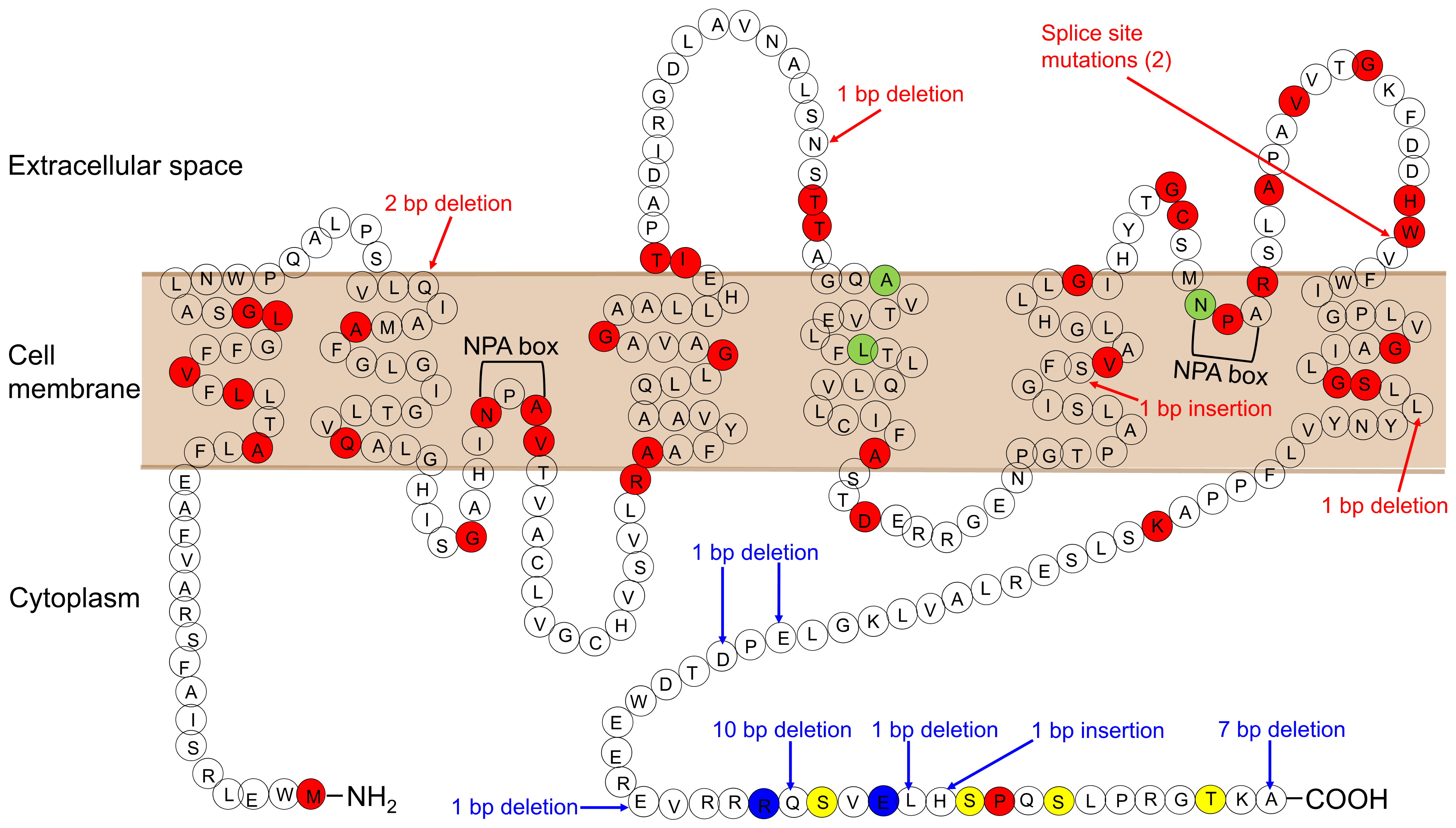 Ijms 22 12950 g001 Ijms 22 12950 g001