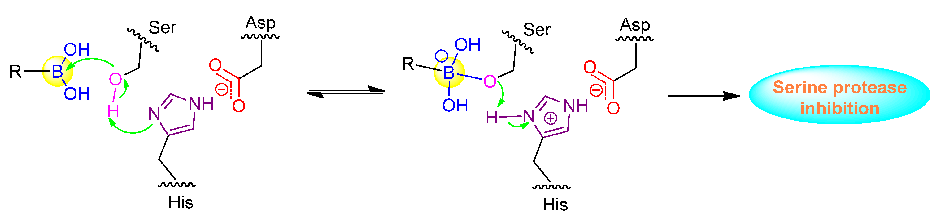 Ijms 22 12958 g003 Ijms 22 12958 g003